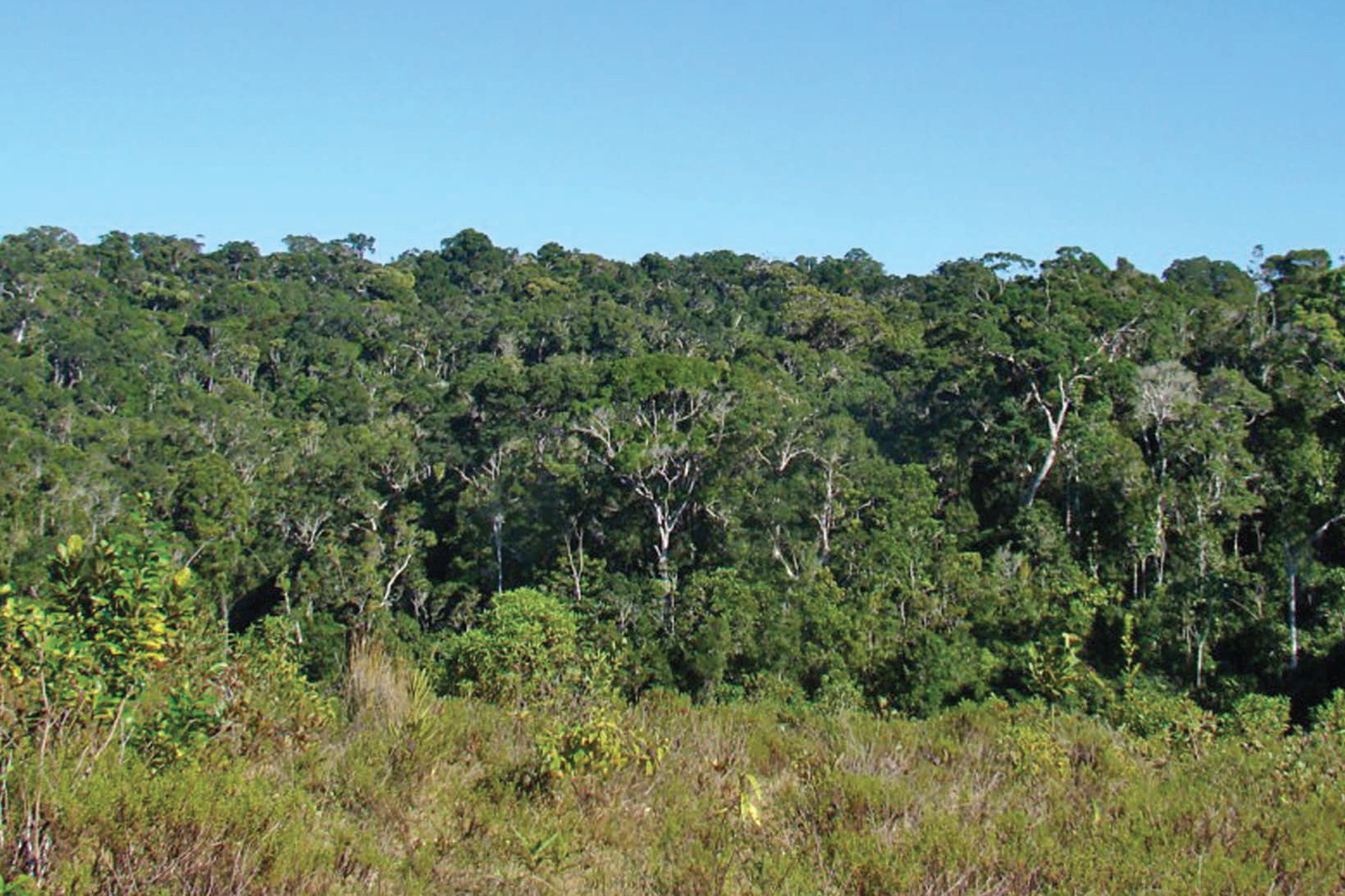 Restoring the Forest: Ankarabolava-Agnakatrika