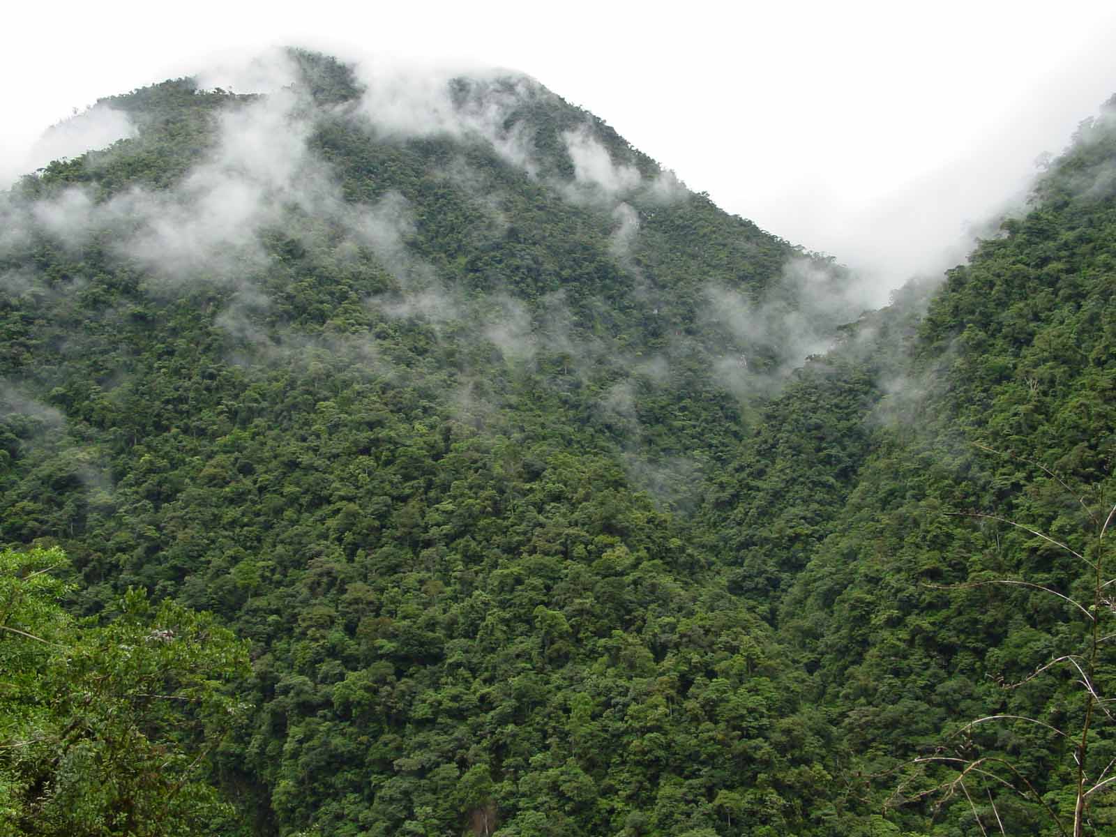 Rescuing the Rainforests