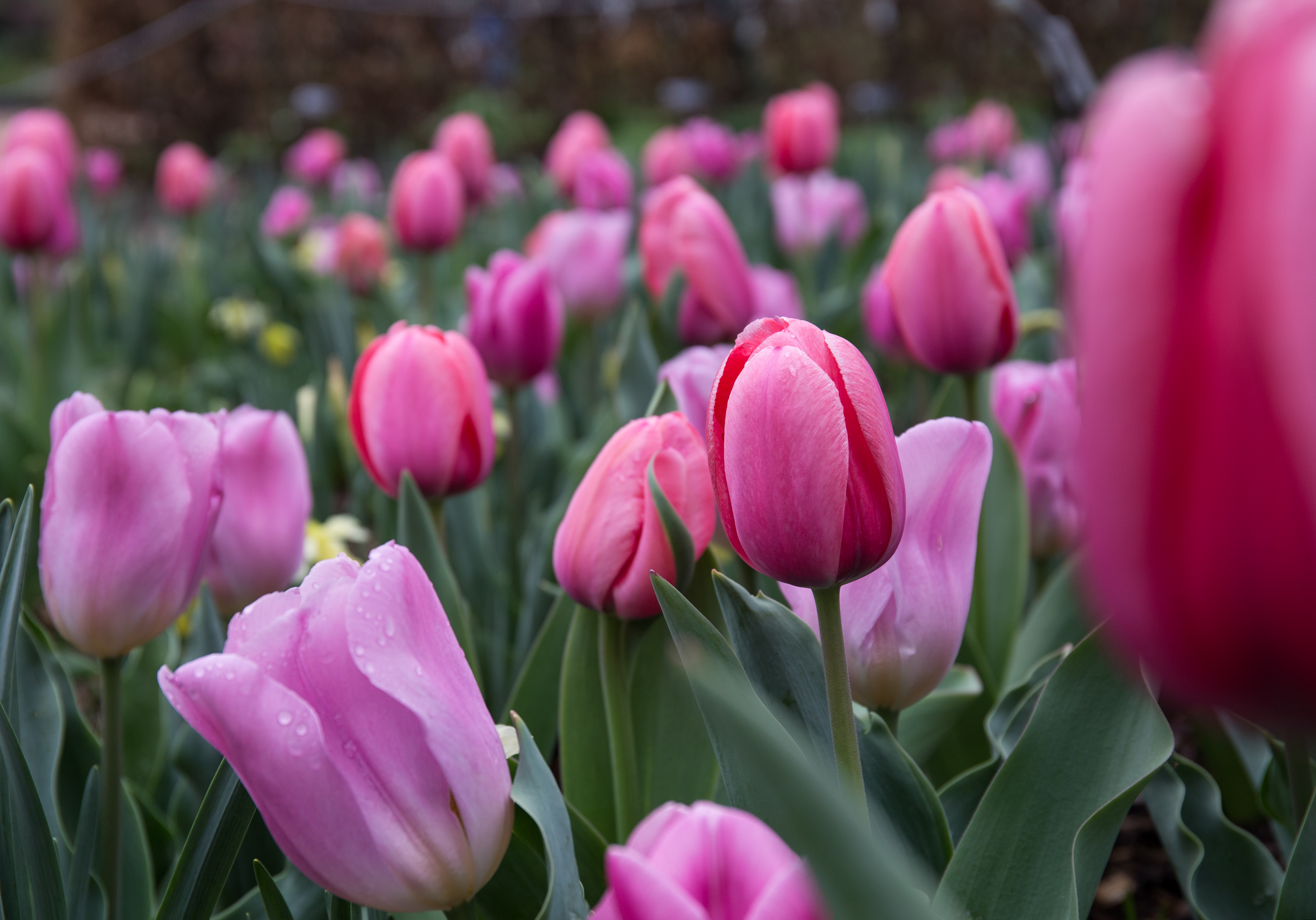 Bulb to Bloom: Tulips Shine in Spring
