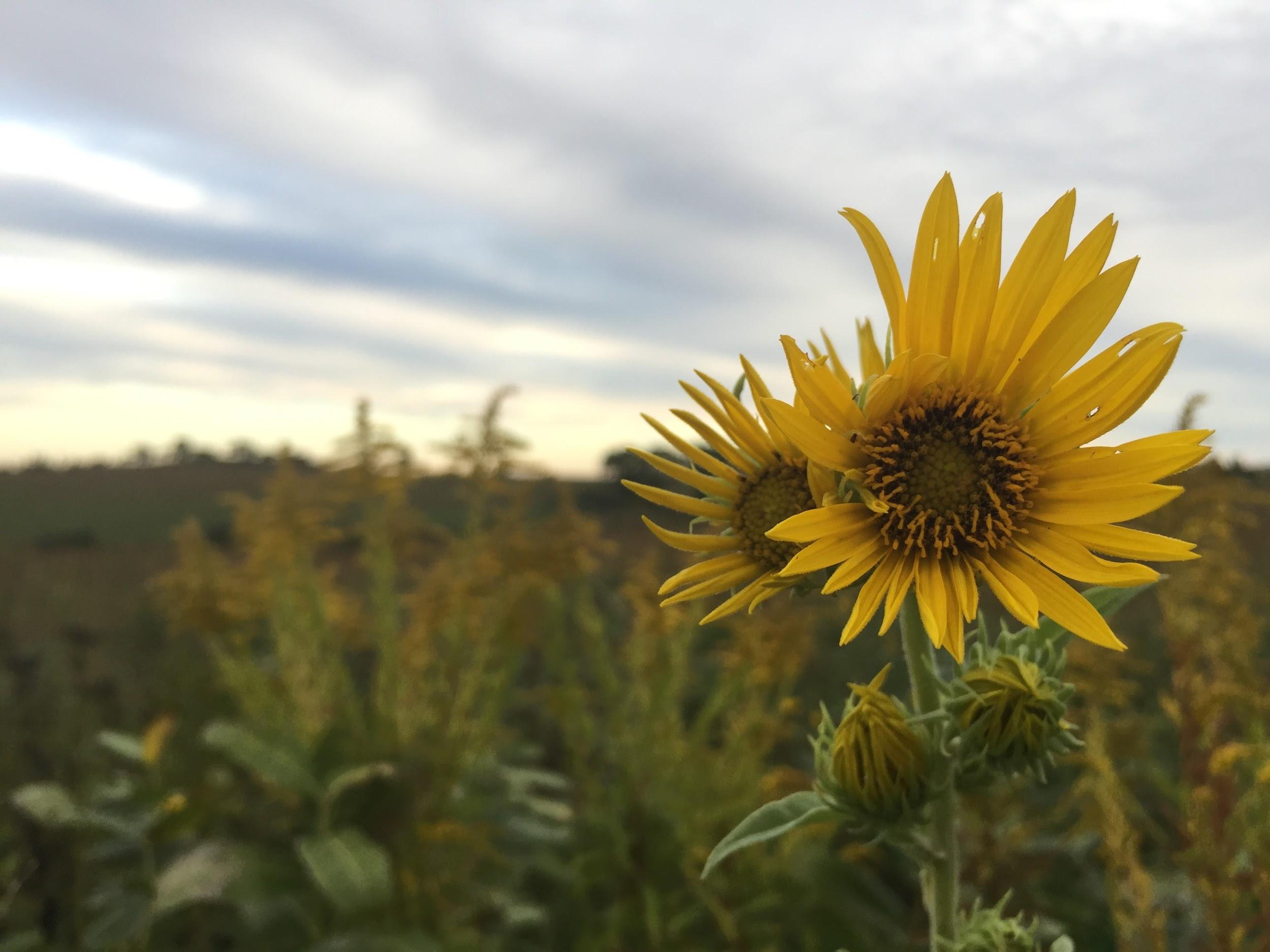 The Future of Agriculture