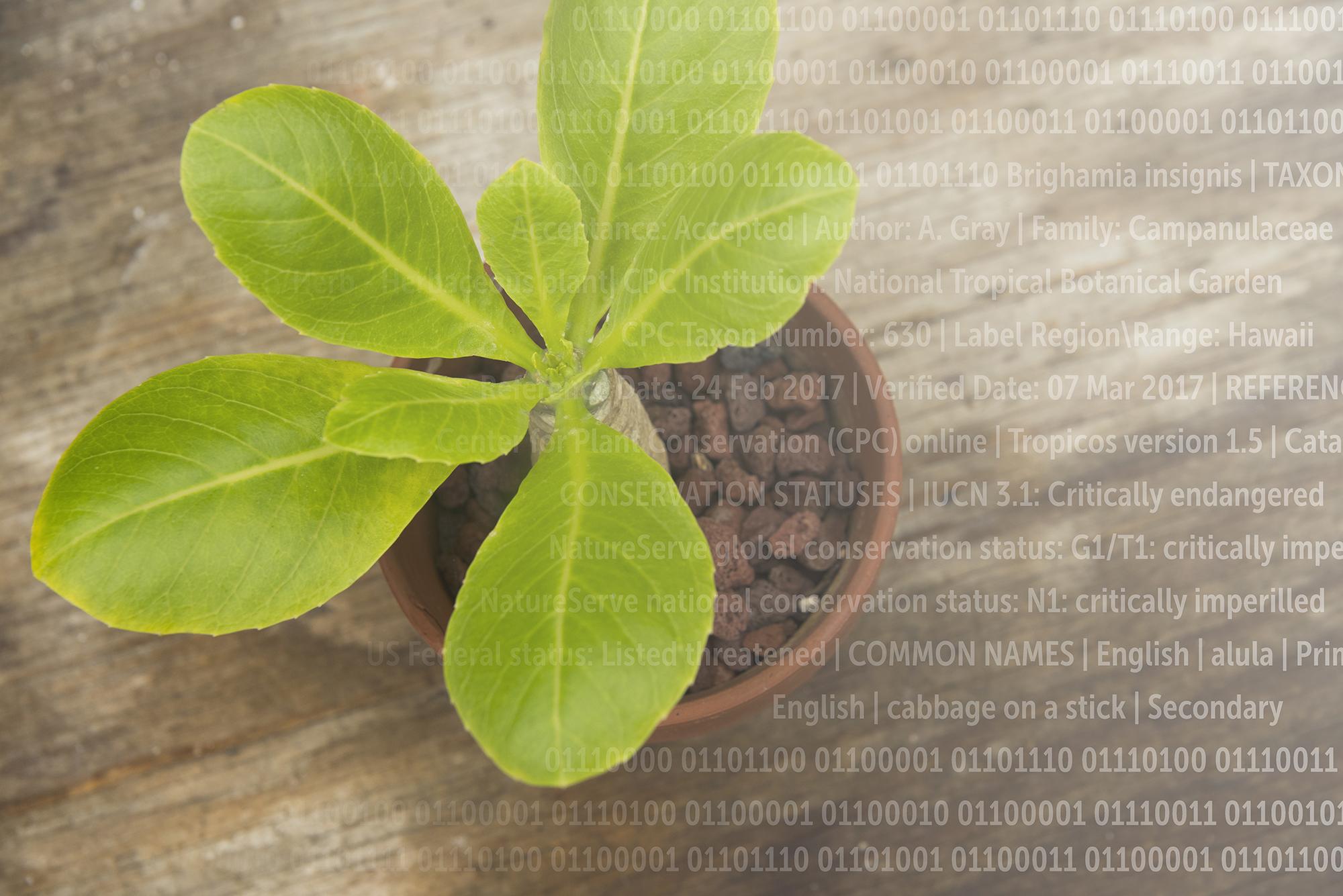 The Garden As A New, Modern Ark