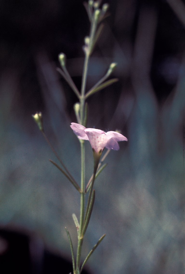 Shaw Nature Reserve’s Dark Diversity
