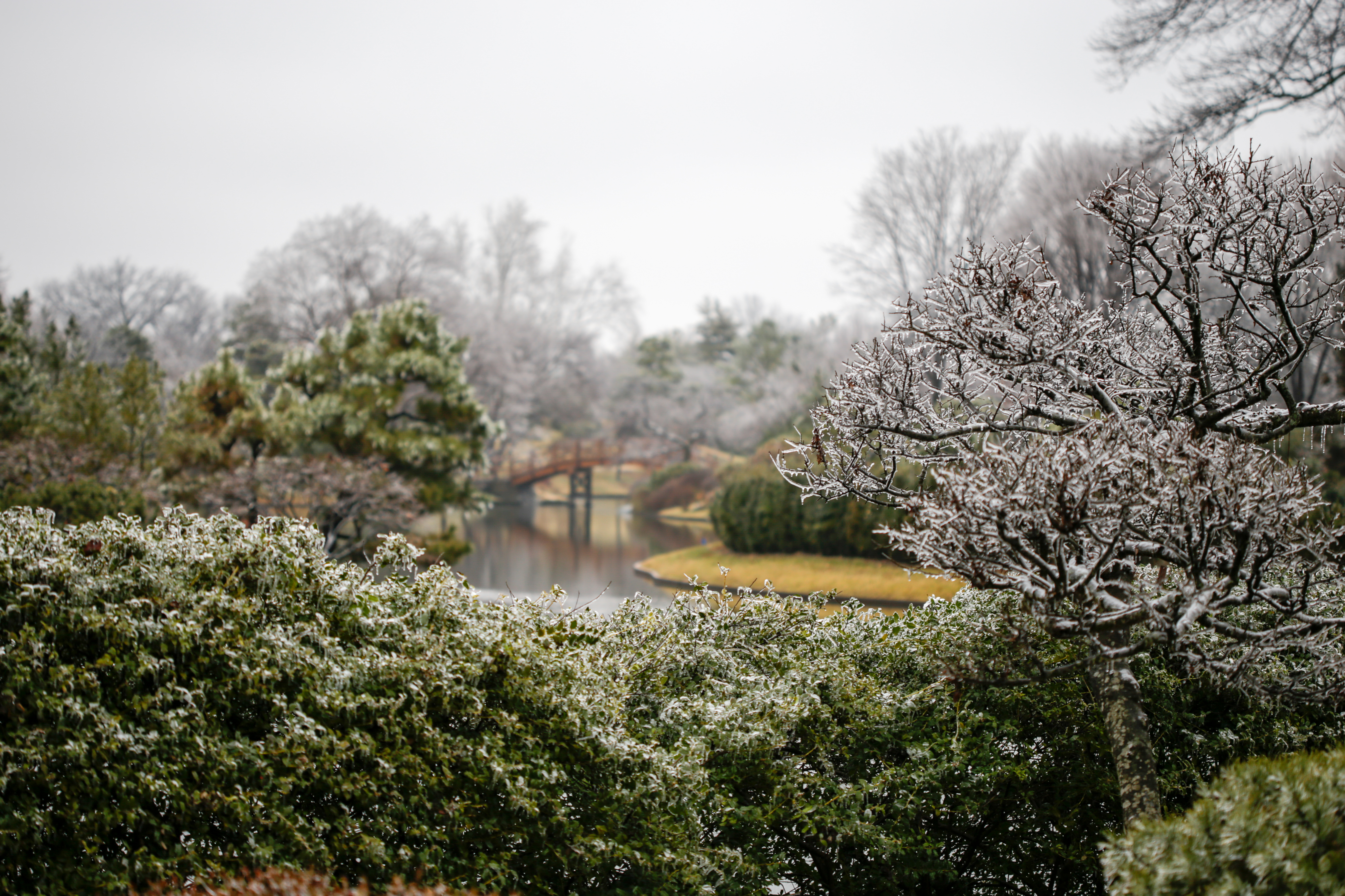 Fighting Winter Plant Damage
