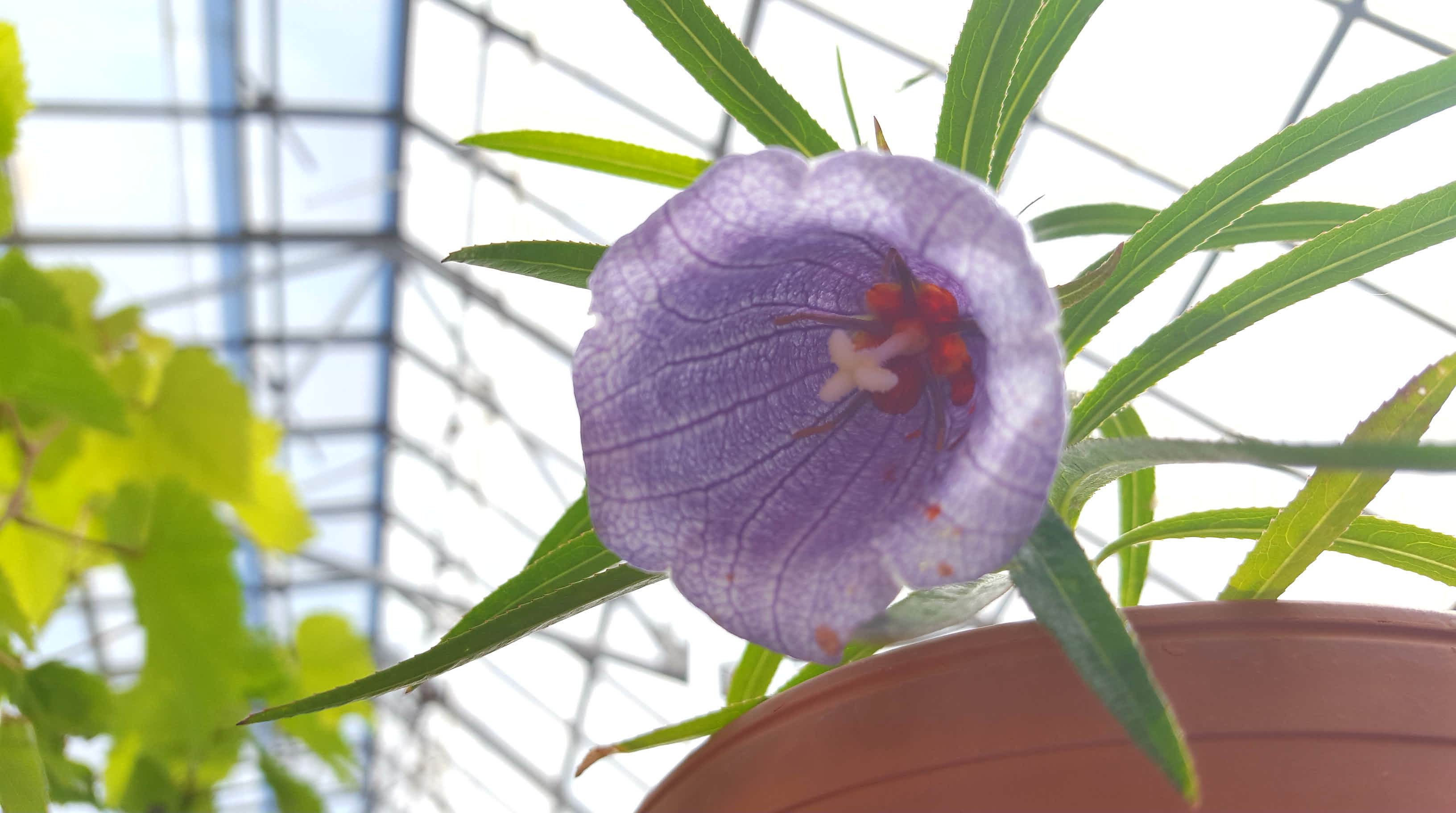 Rare Flower Comes to the Climatron