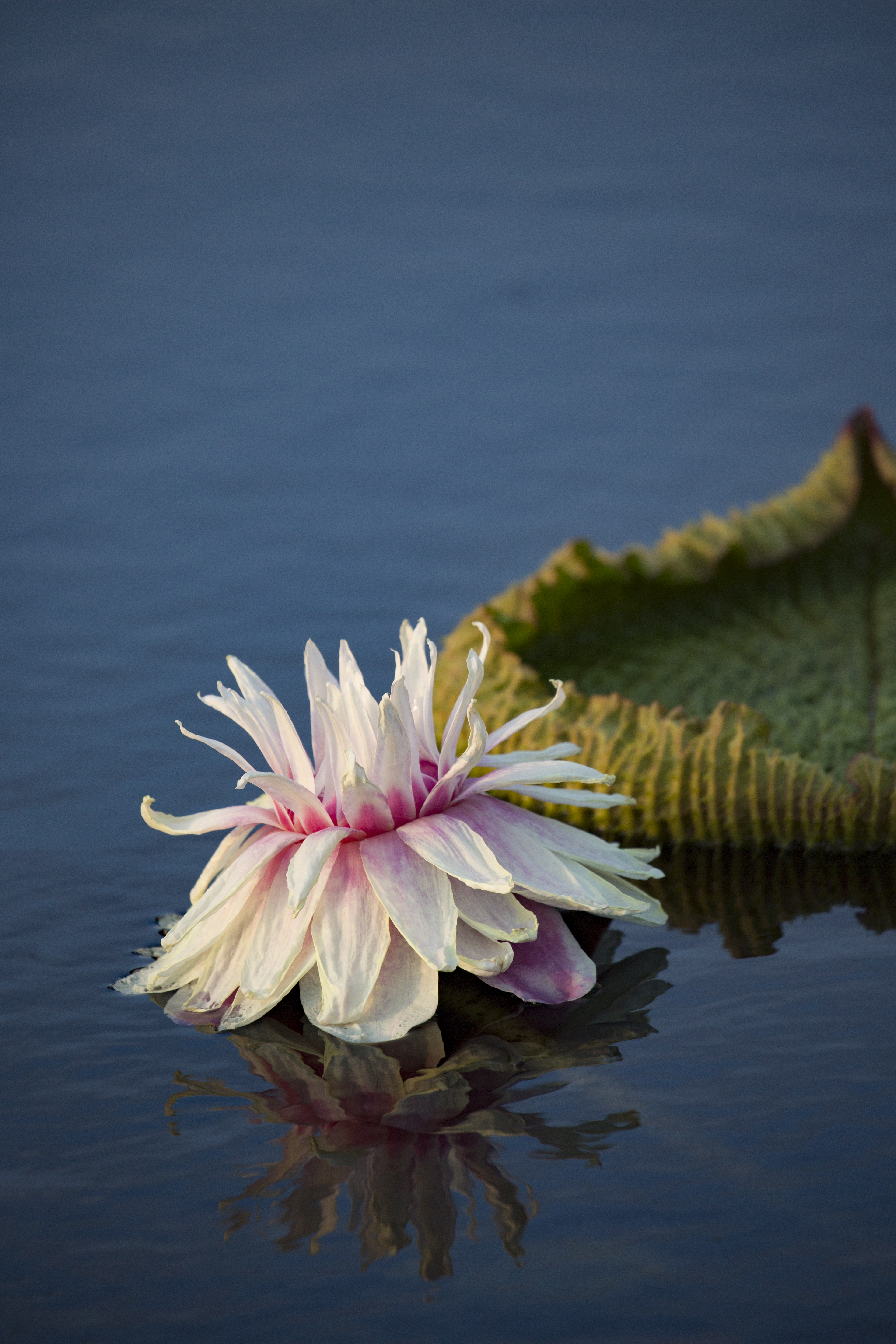 Victoria Water Lily Care Comes Full Circle
