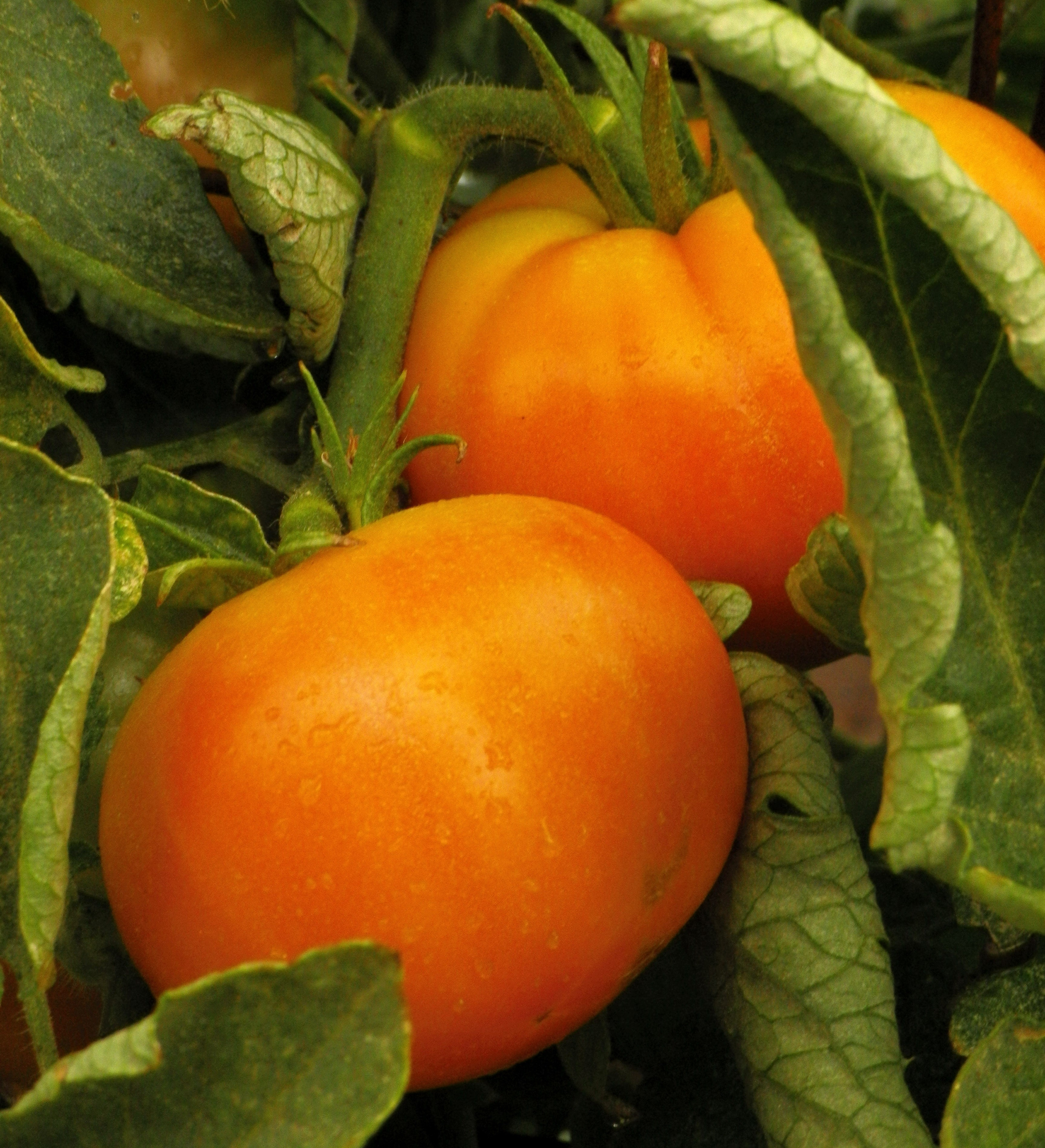 Plant Quiz: Where Does Your Food Come From?