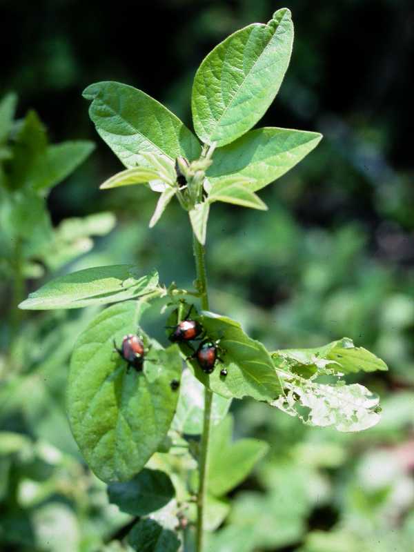 Best Practices for Battling Pests
