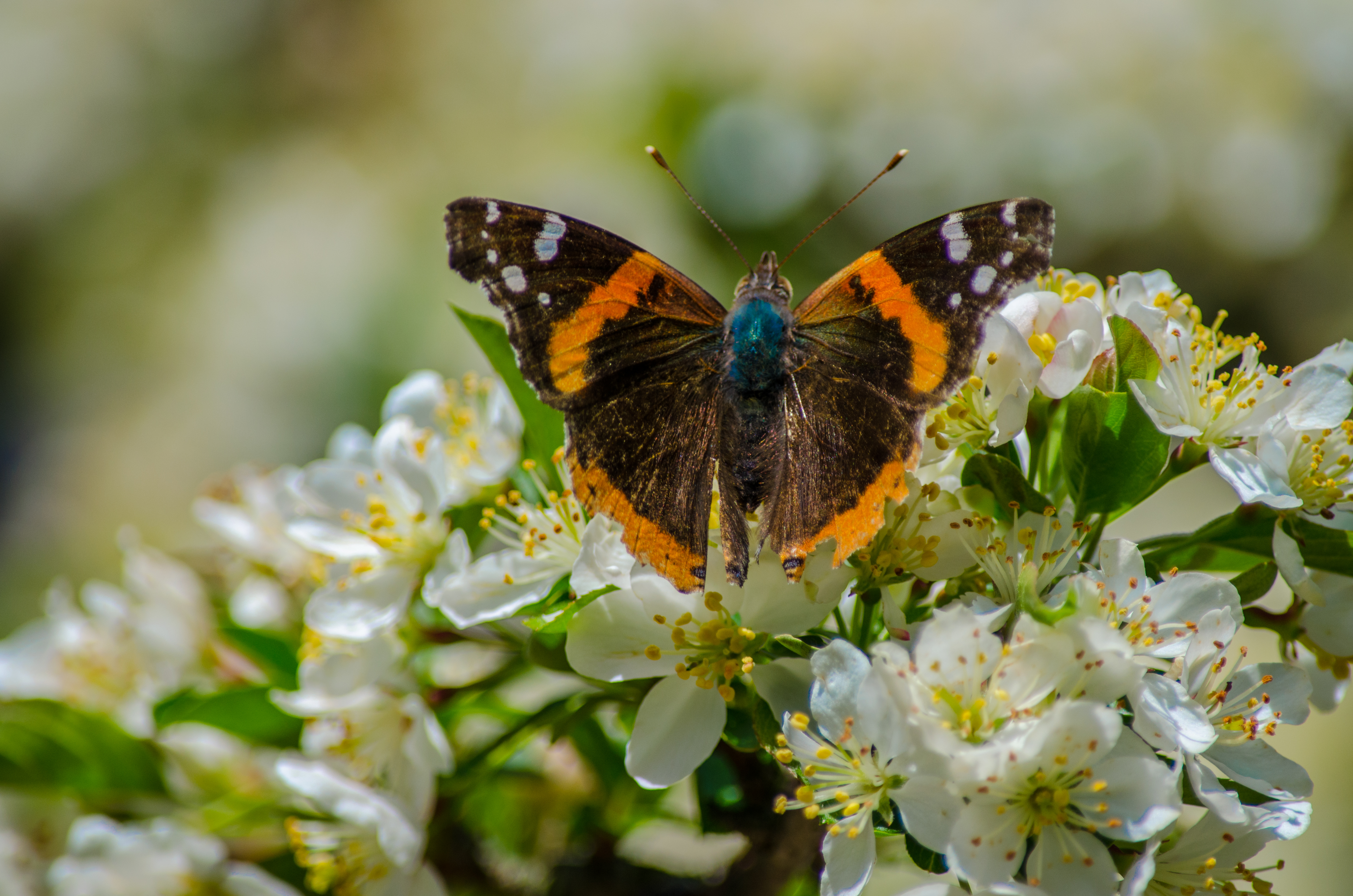 Butterflies Need Trees Too