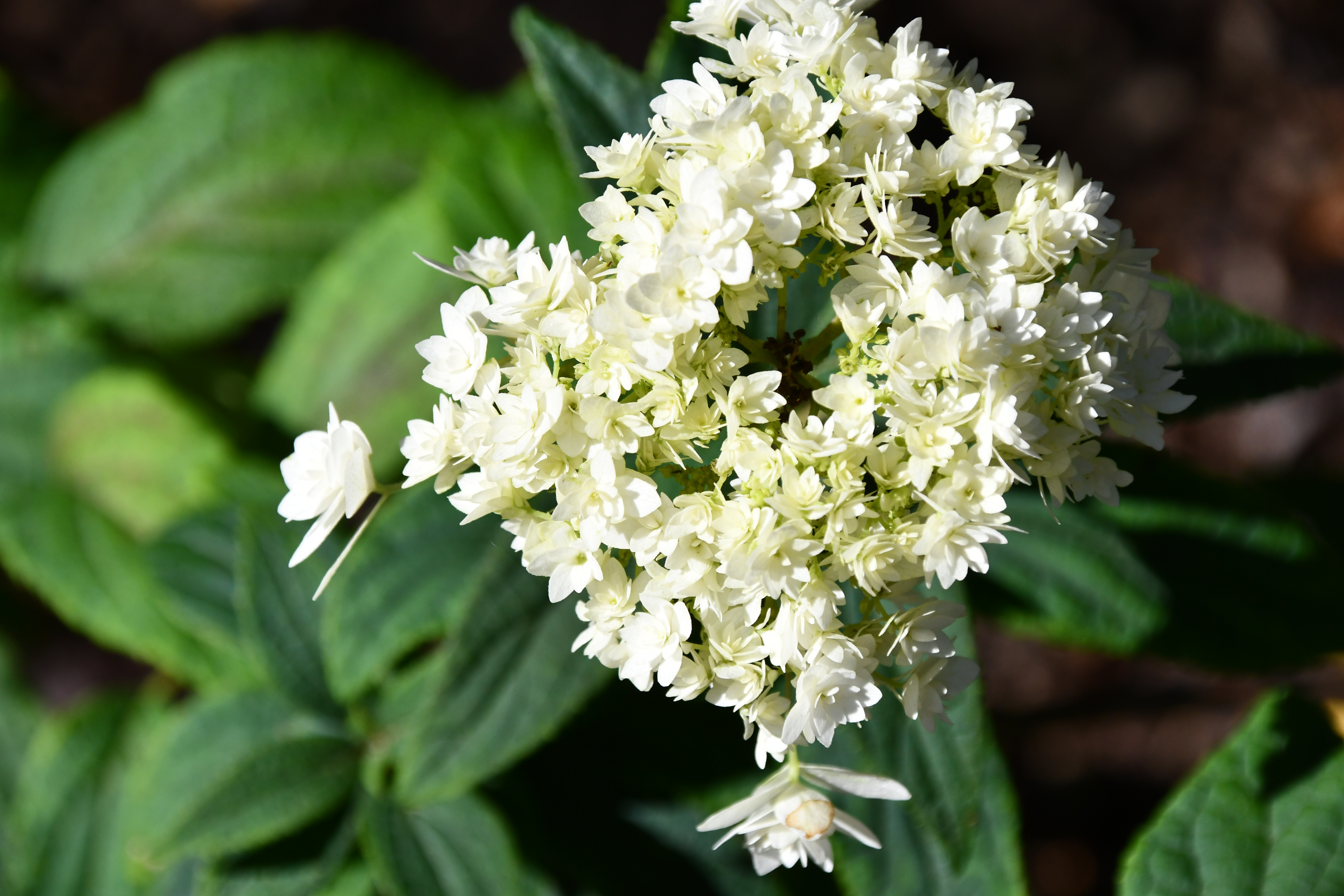 When to Prune Your Hydrangeas