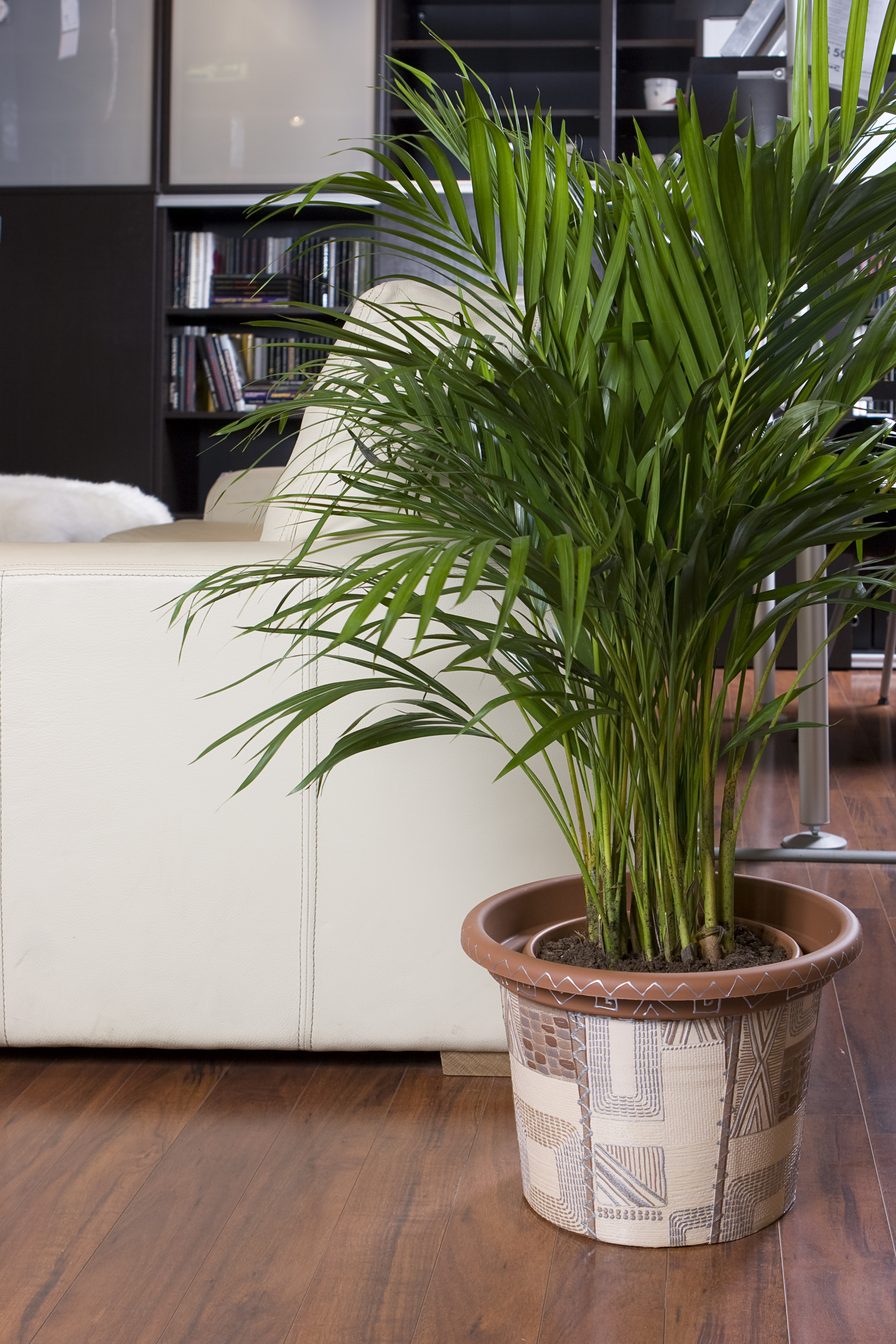 Protecting Houseplants from Pests