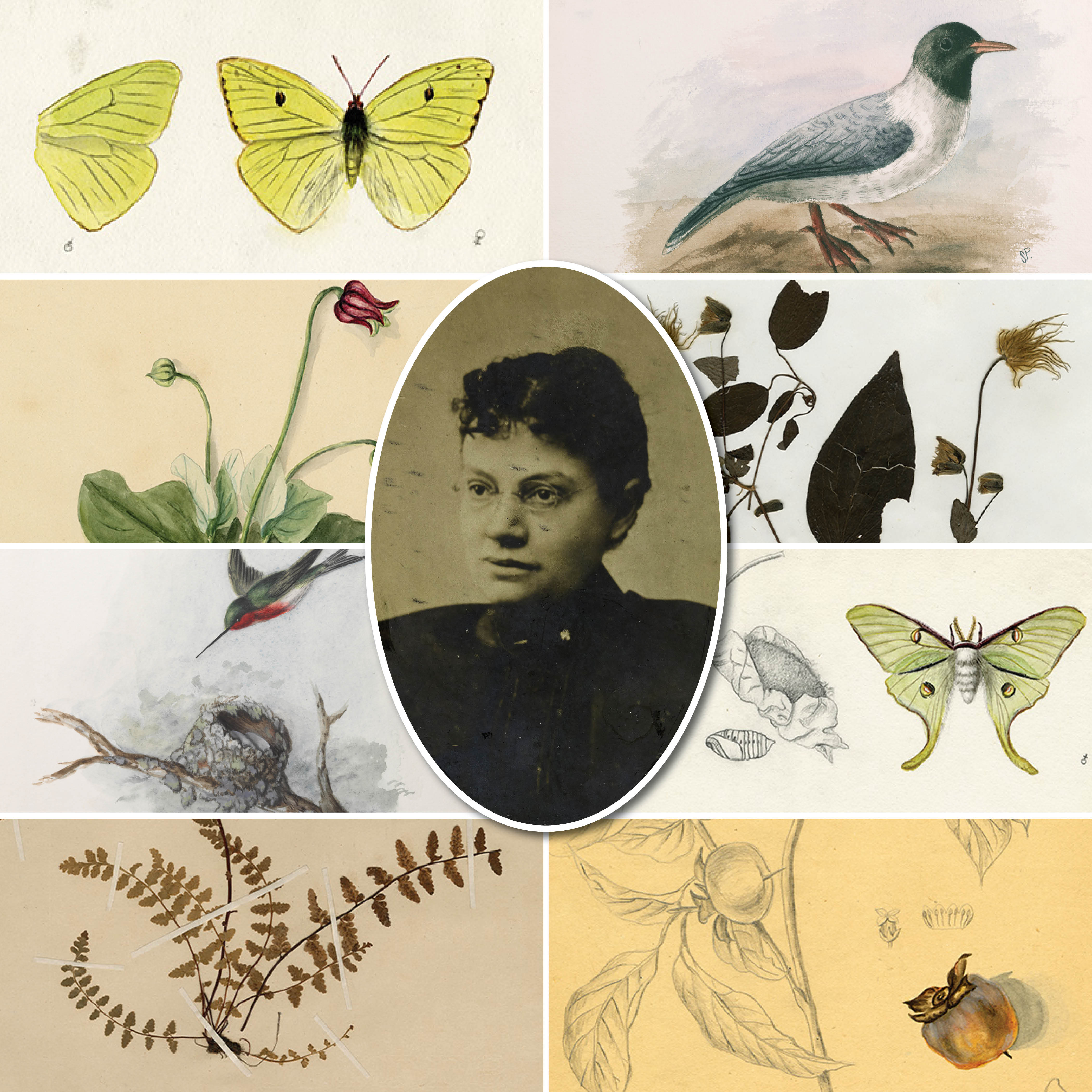 The Art and Herbarium of Sadie Price