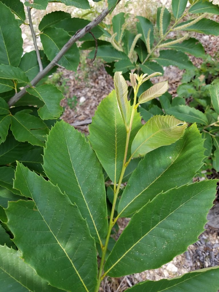 A Partnership to Prevent Blight