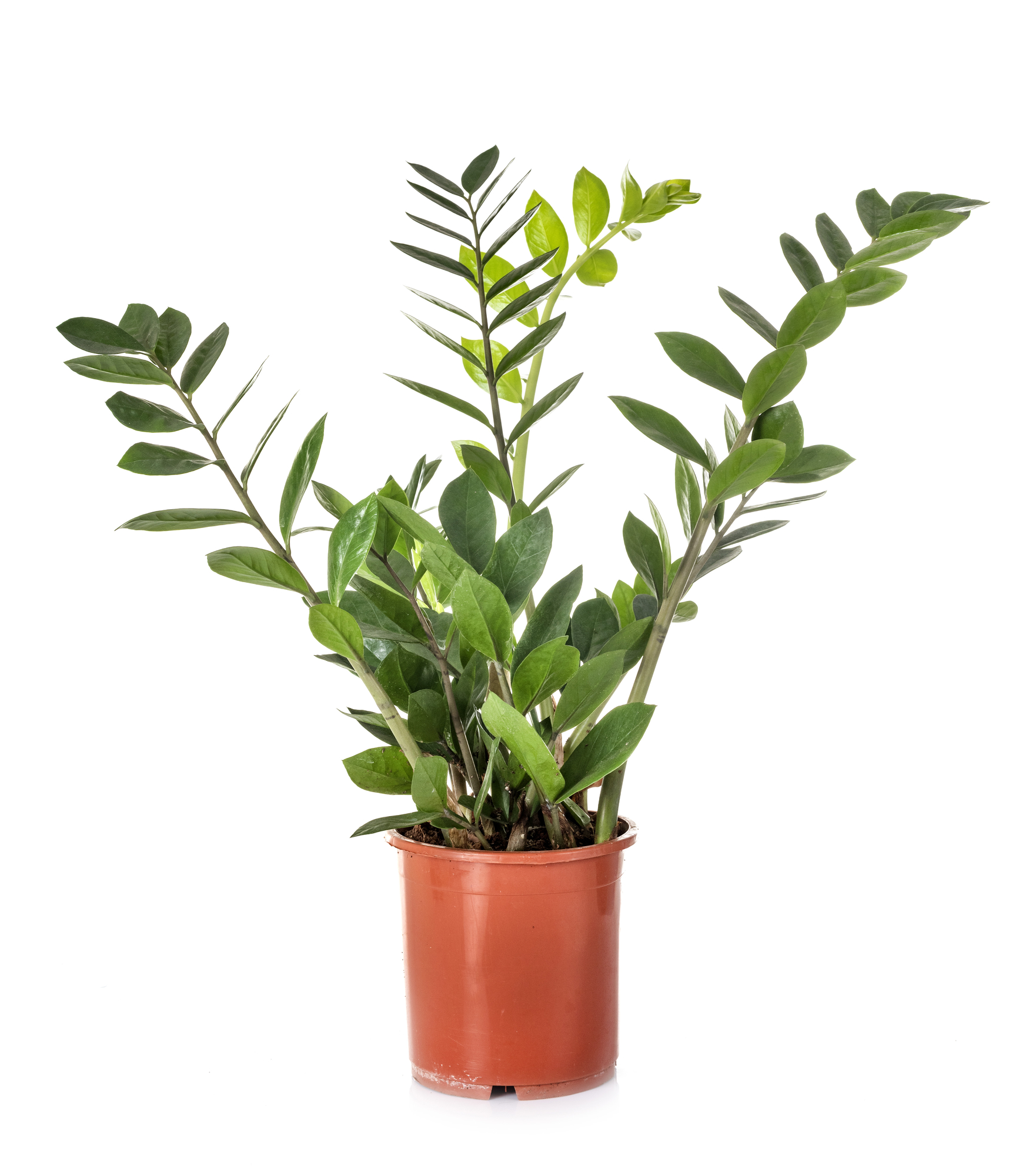 Picking the Perfect Plant for Your Dorm Room