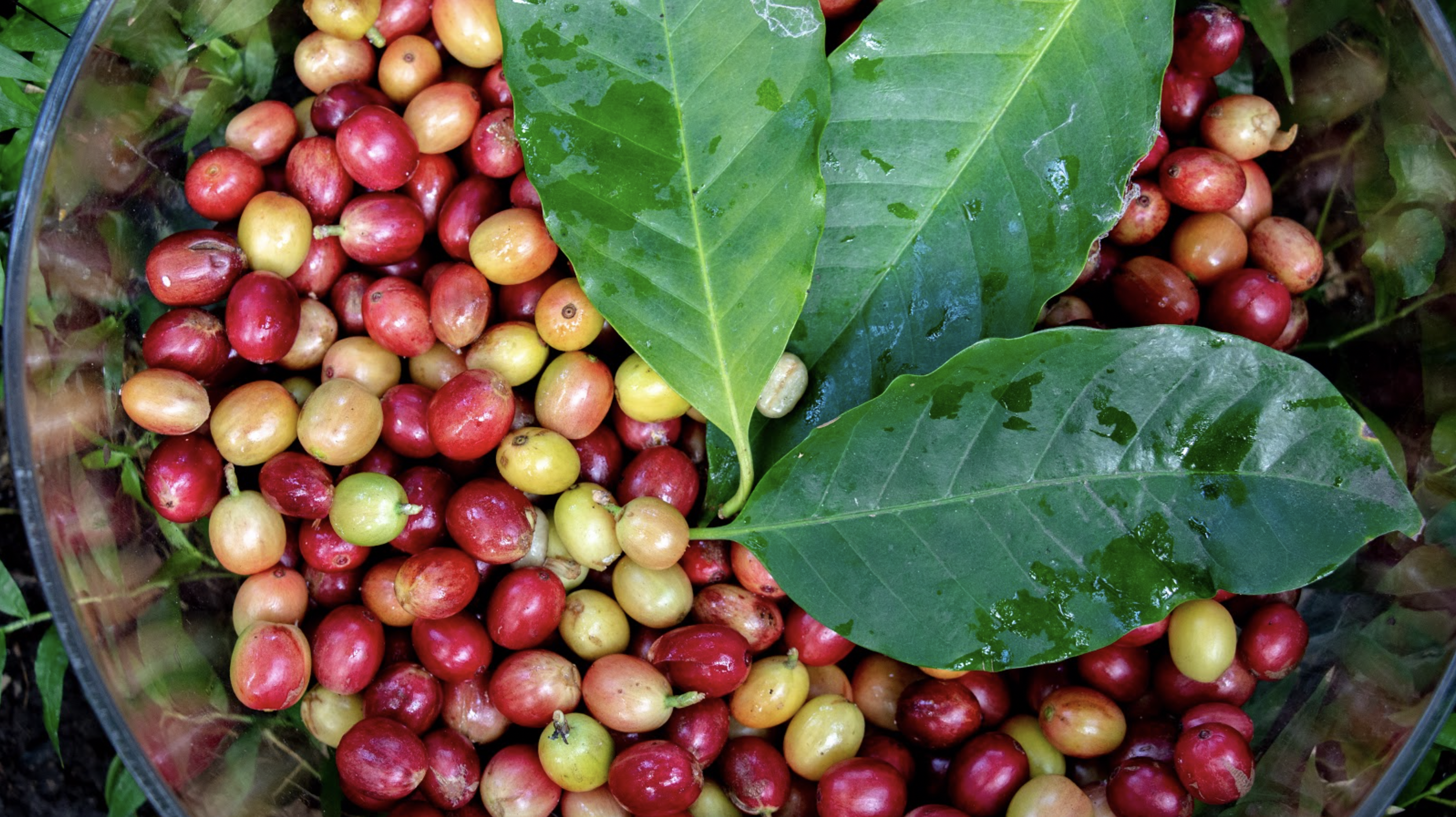 Plant Profile: Coffee
