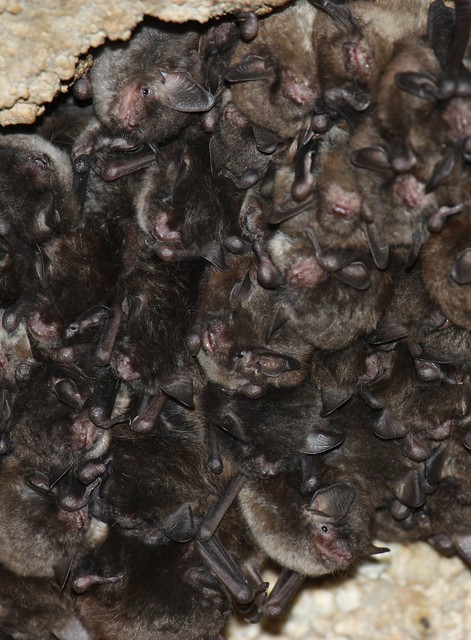 A cluster of hibernating Indiana bats in Wyandotte Cave, Indiana. Credit: R. Andrew King/USFWS