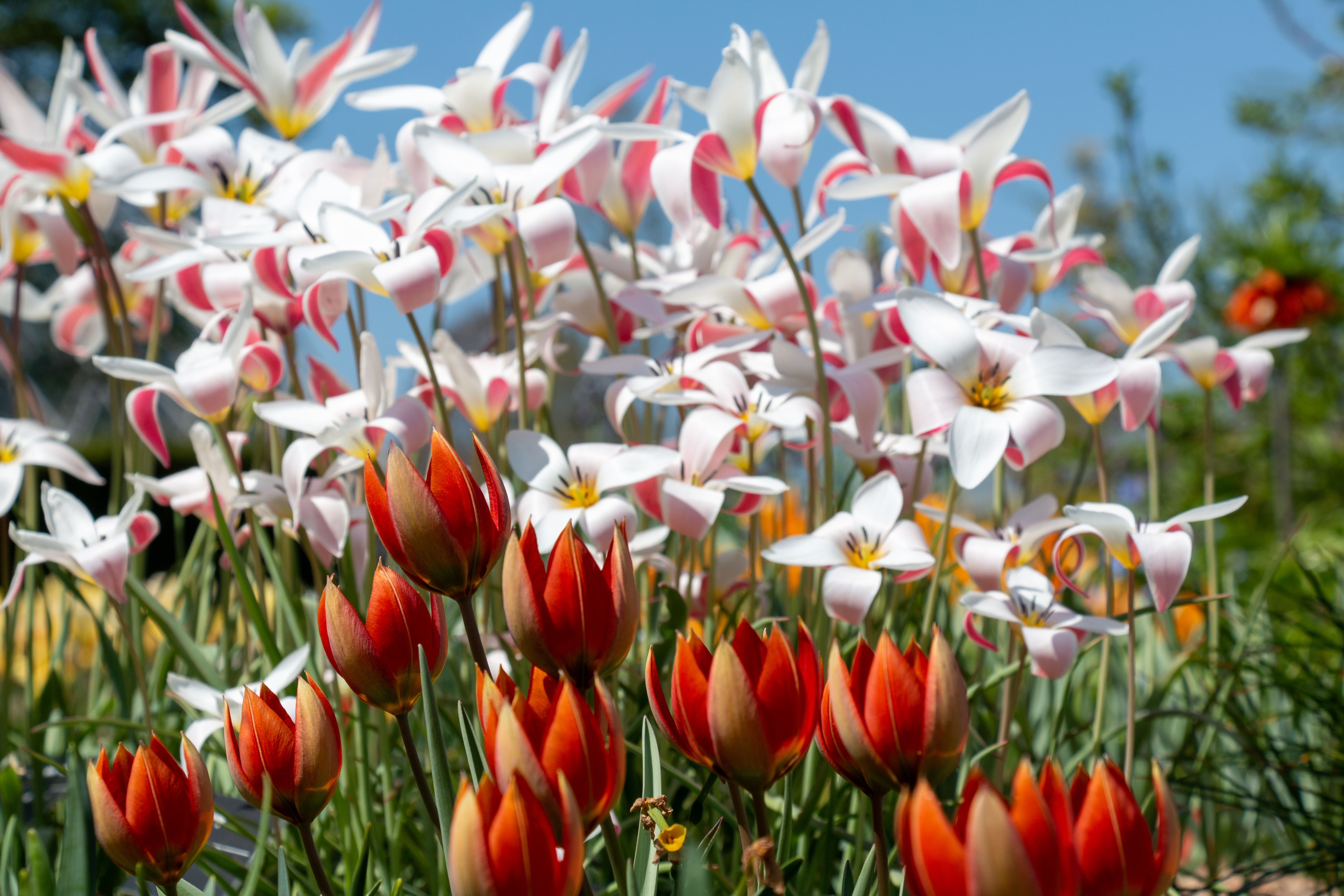 Scroll Through Spring: Tulips