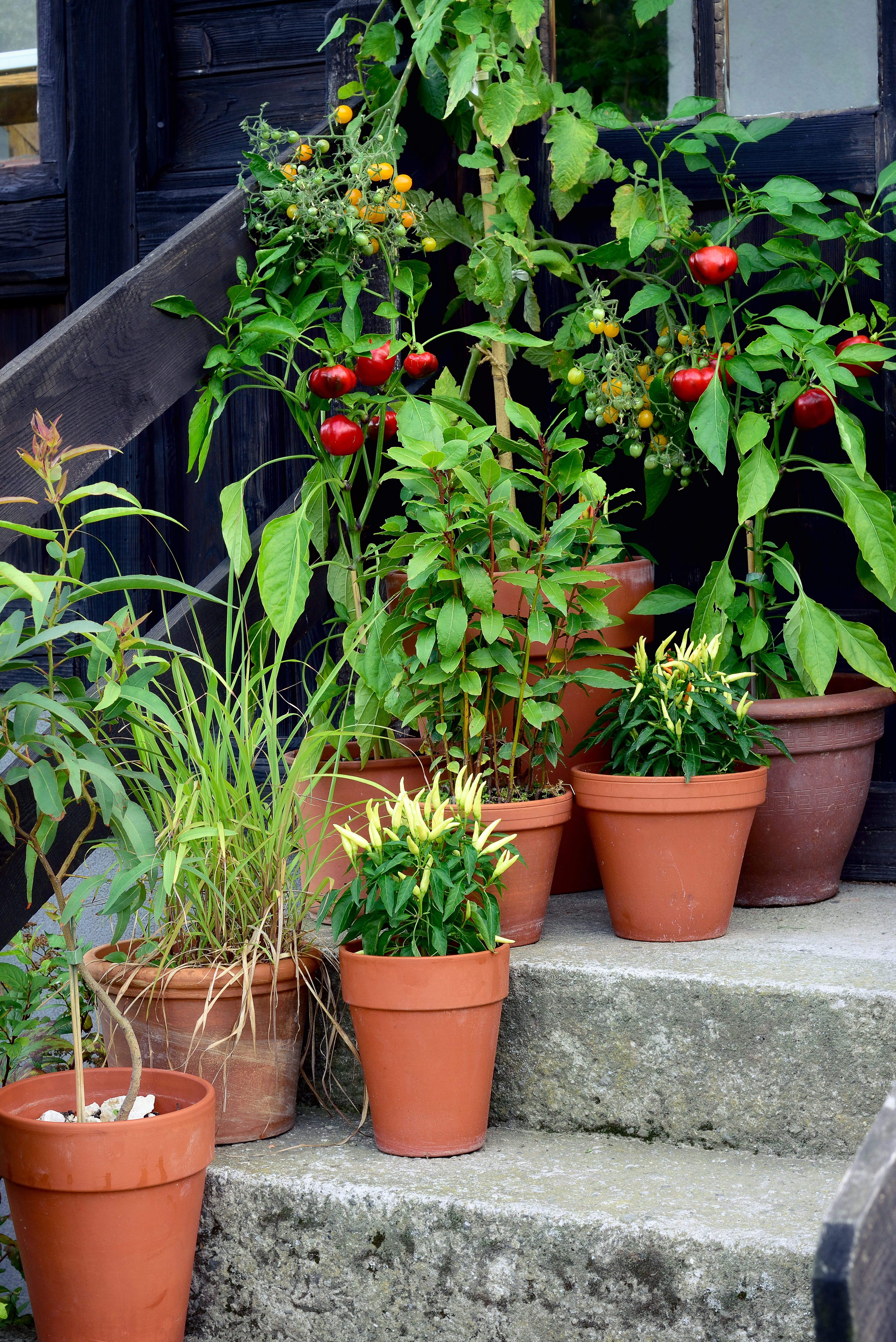 Mini Victory Gardens: Growing Vegetables in Containers