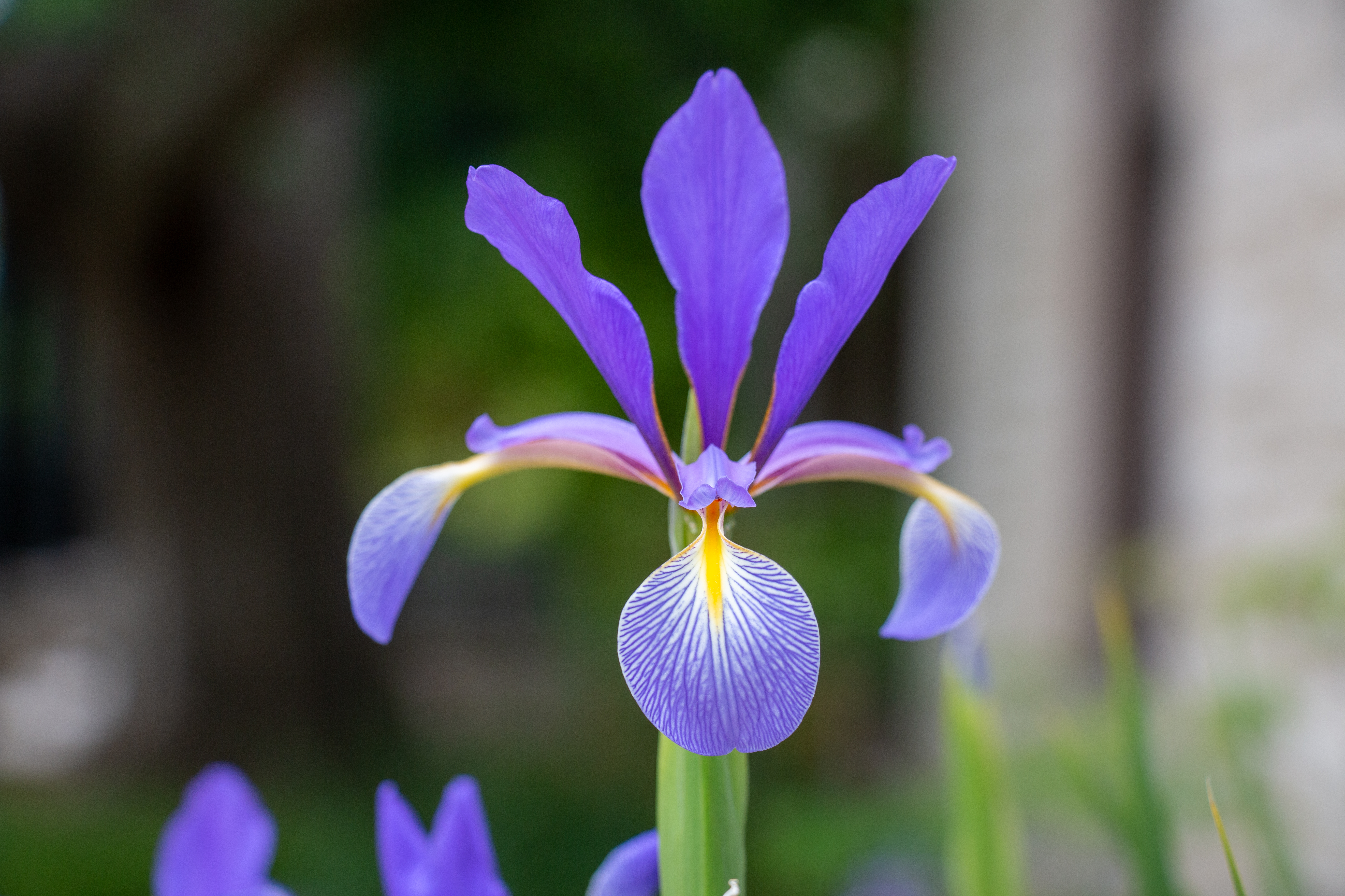 Scroll Through Spring: Irises
