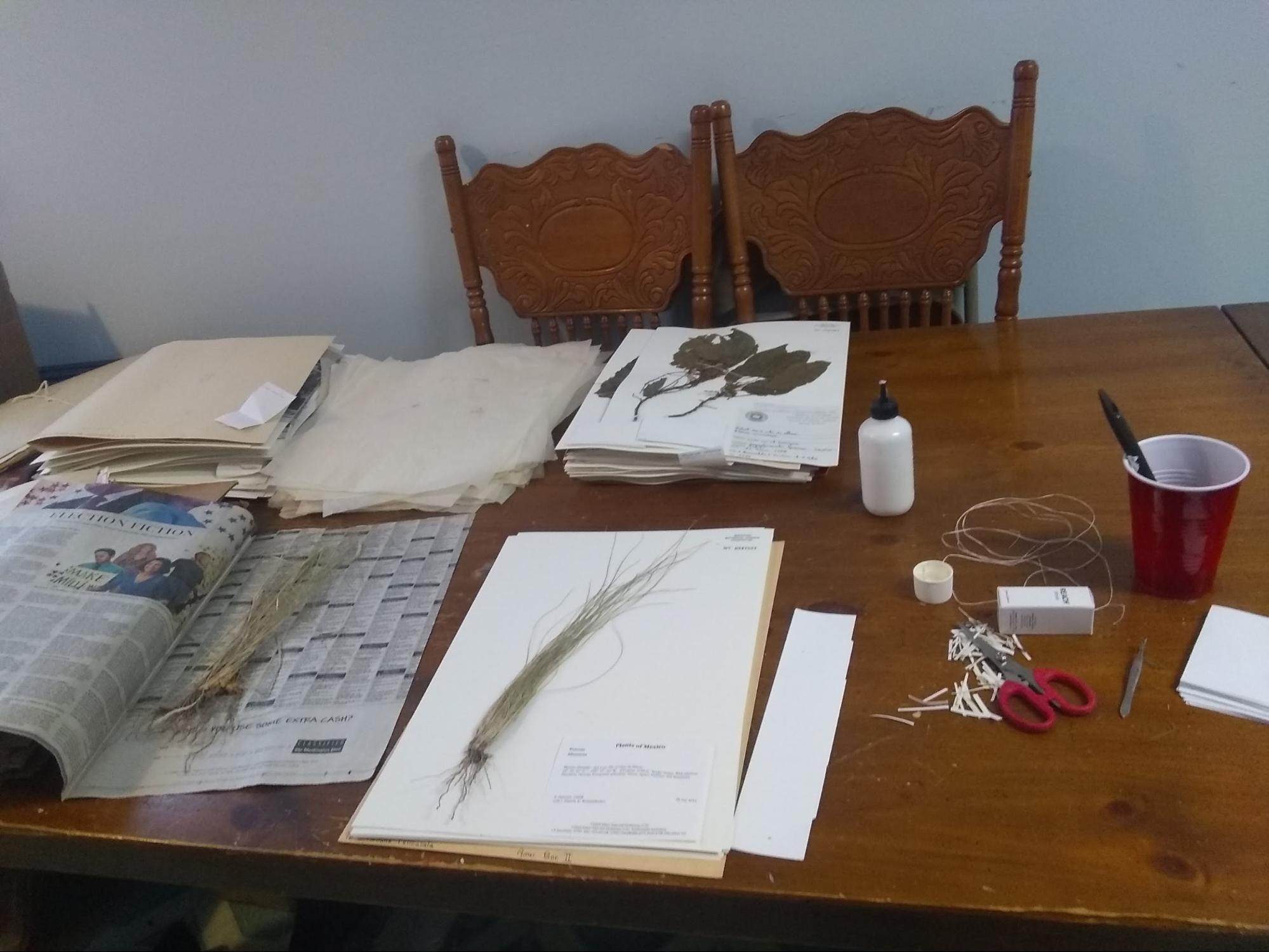 Remote Research: Herbarium at Home
