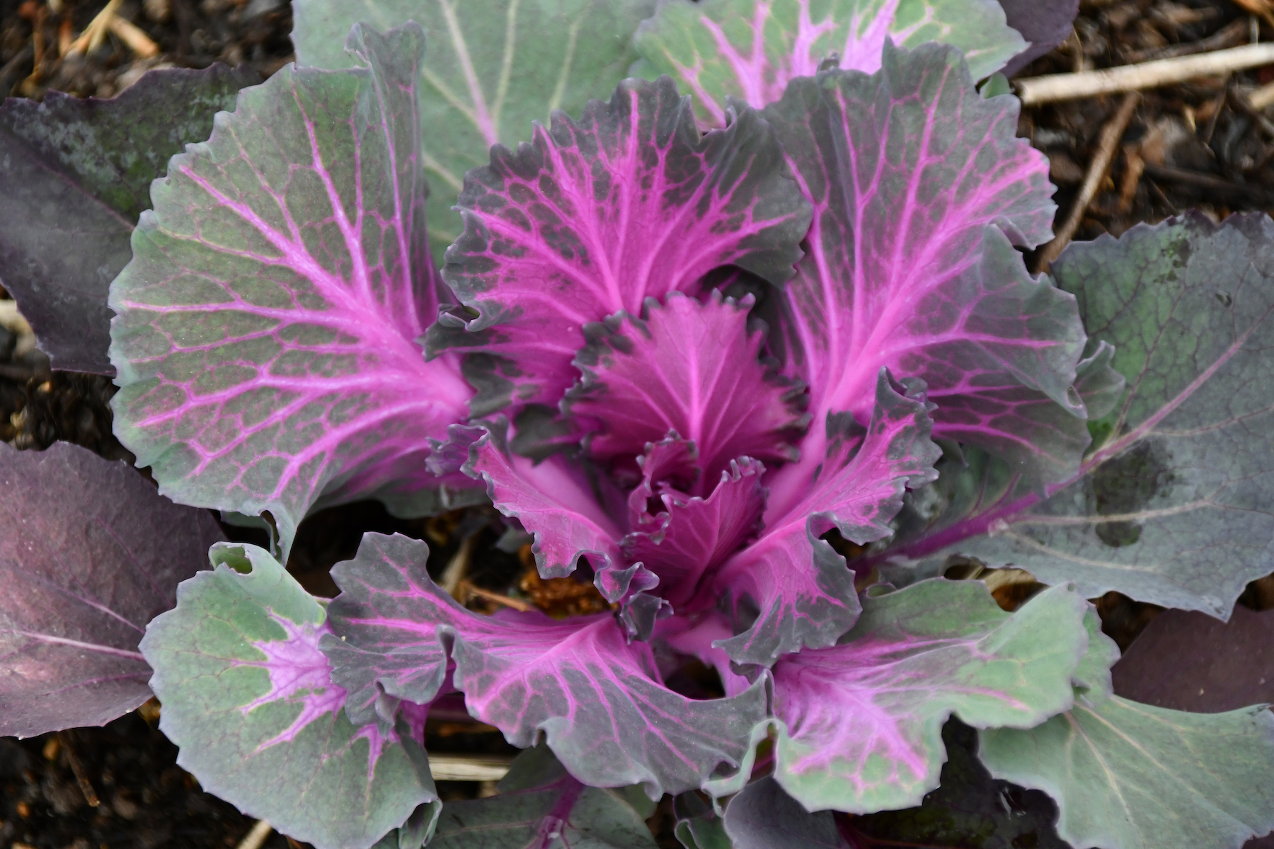 Cold Weather Kale and Cabbage