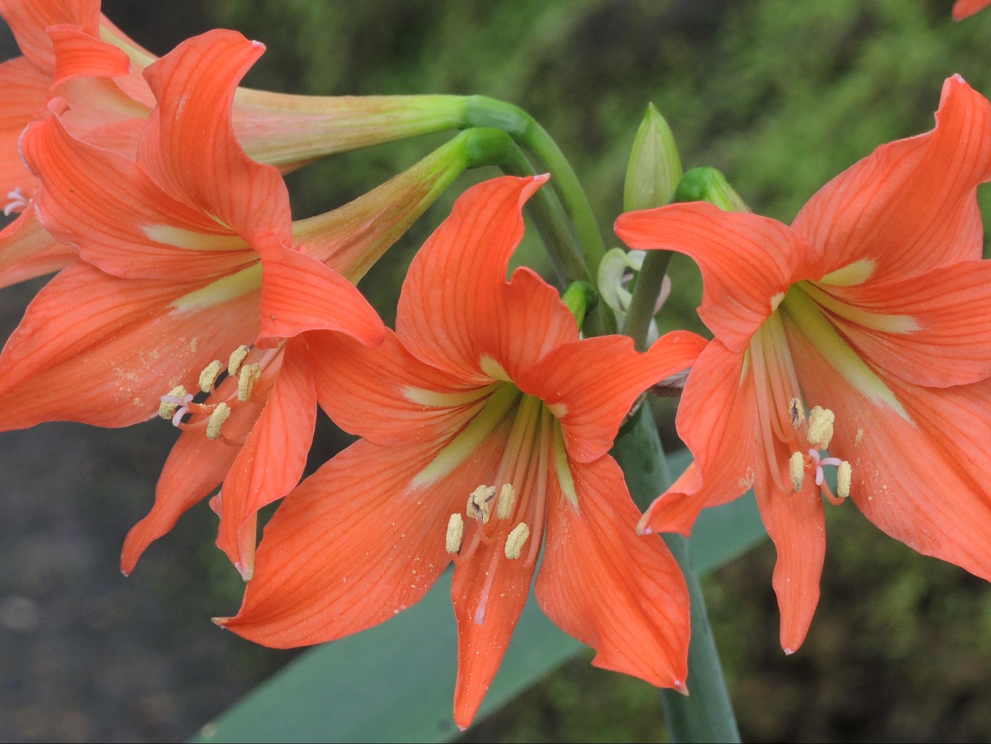 Your Amaryllis Can Bloom Again!