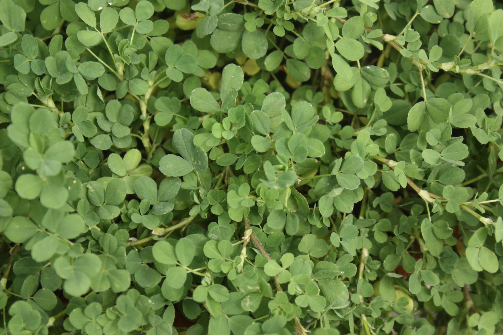 The History of the Shamrock in Ireland (and How to Grow Your Own American Version)