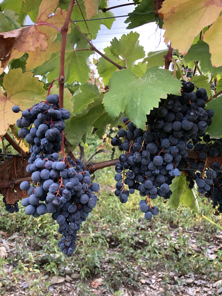 Grafting the Grape: The Rich History of Georgian Winemaking