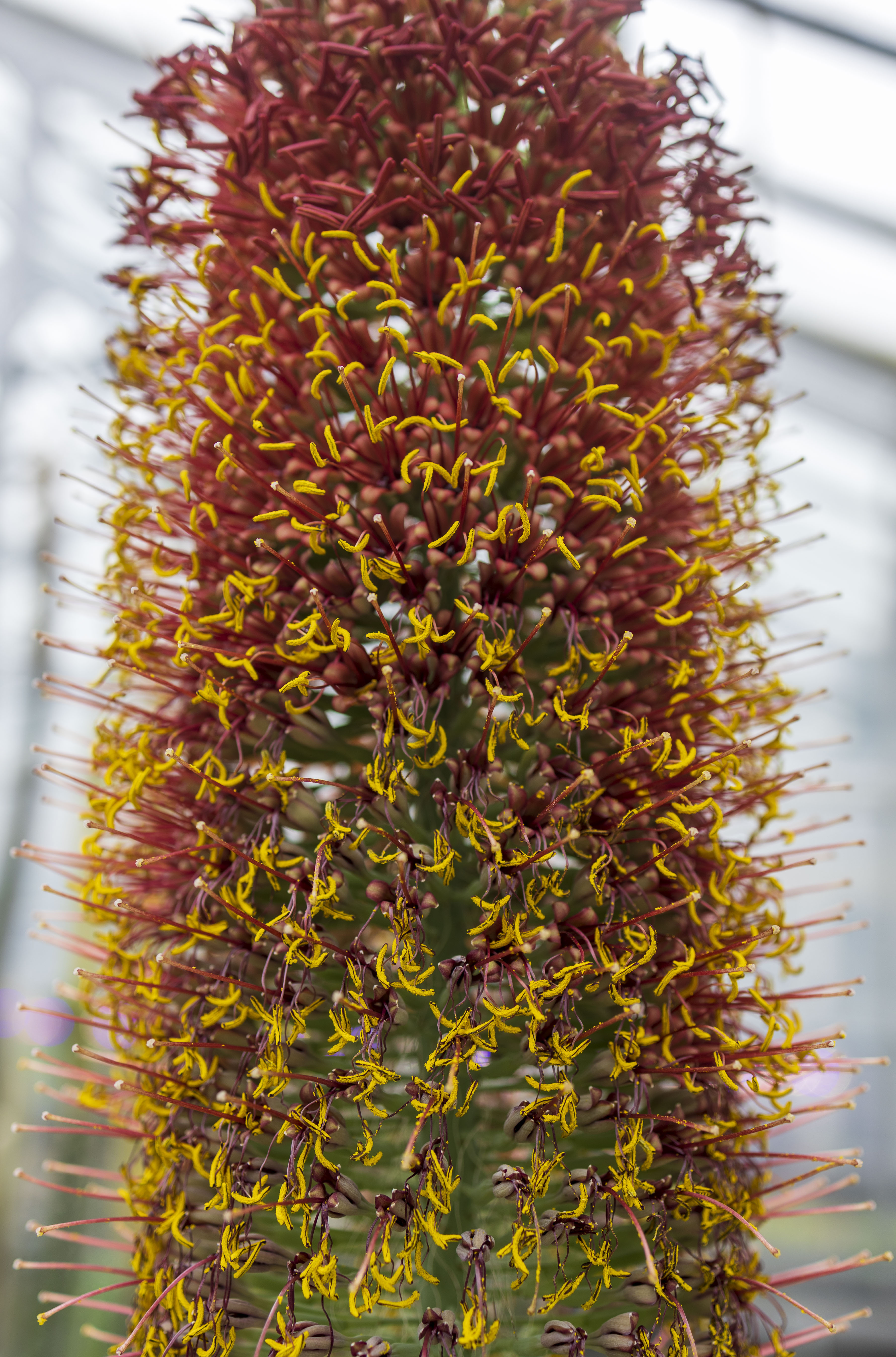Critically Endangered Agave pelona Blooms in Garden Greenhouses