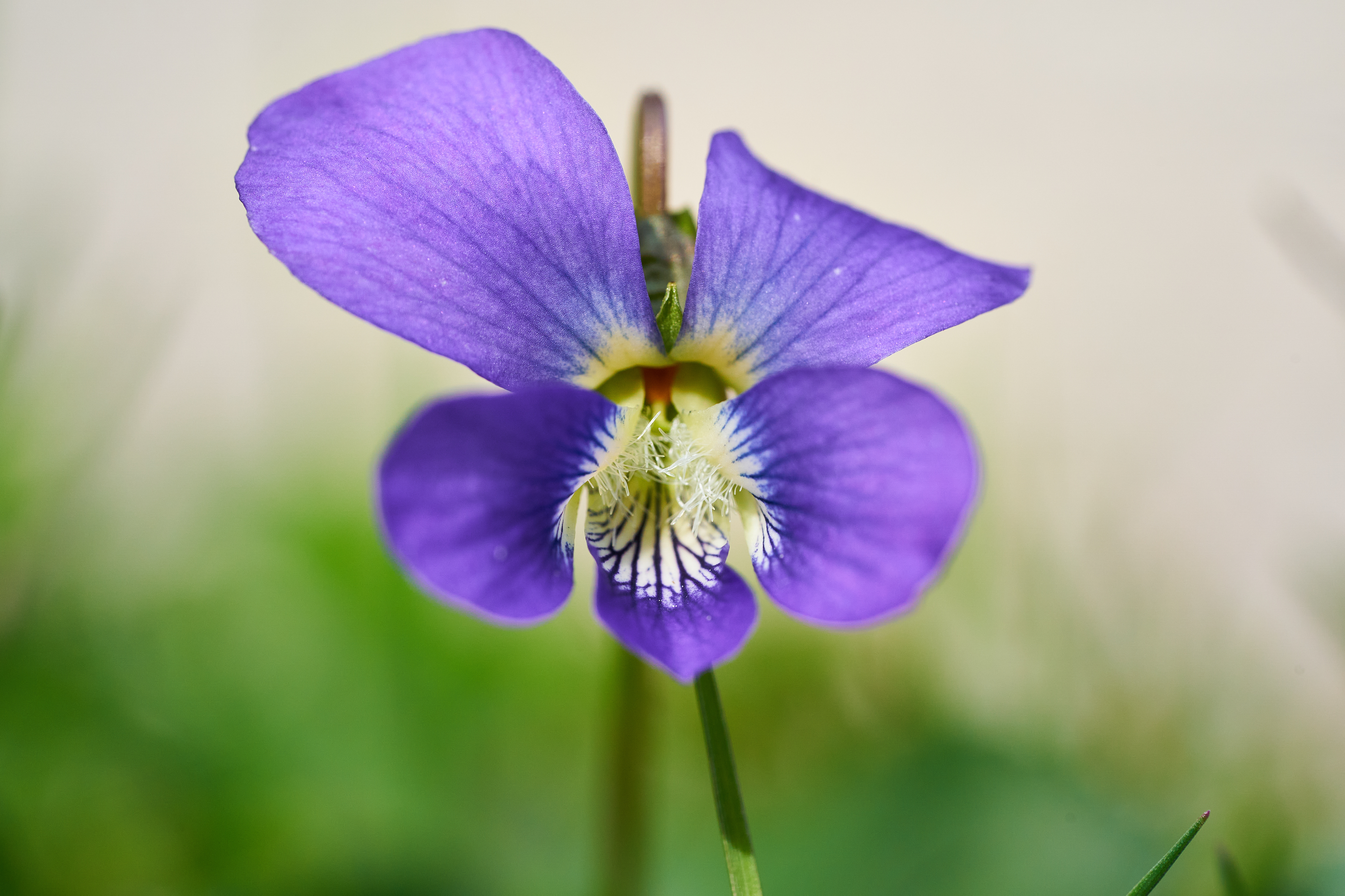 Climate Change and Common Violets