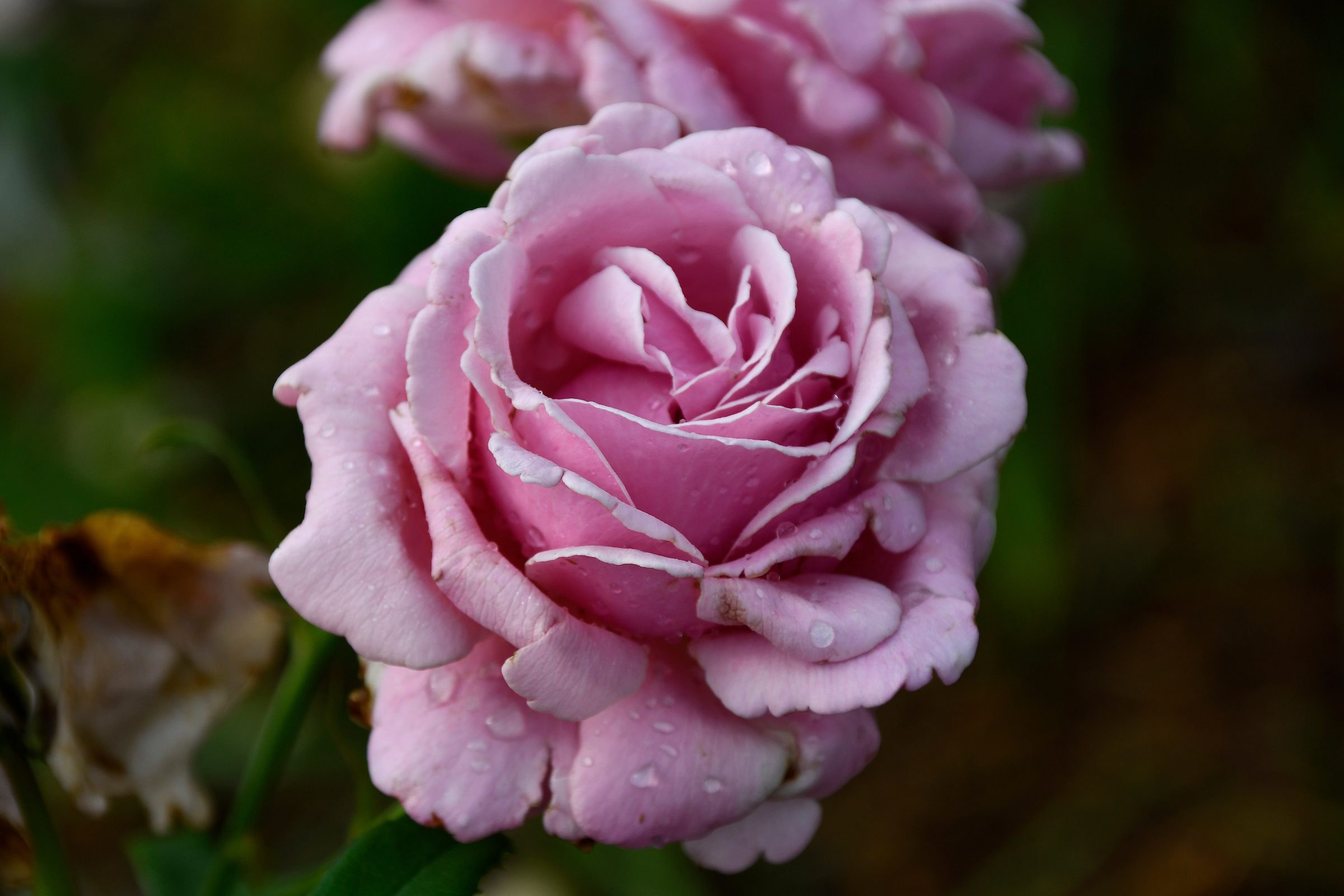 The Right Rose for Your Yard