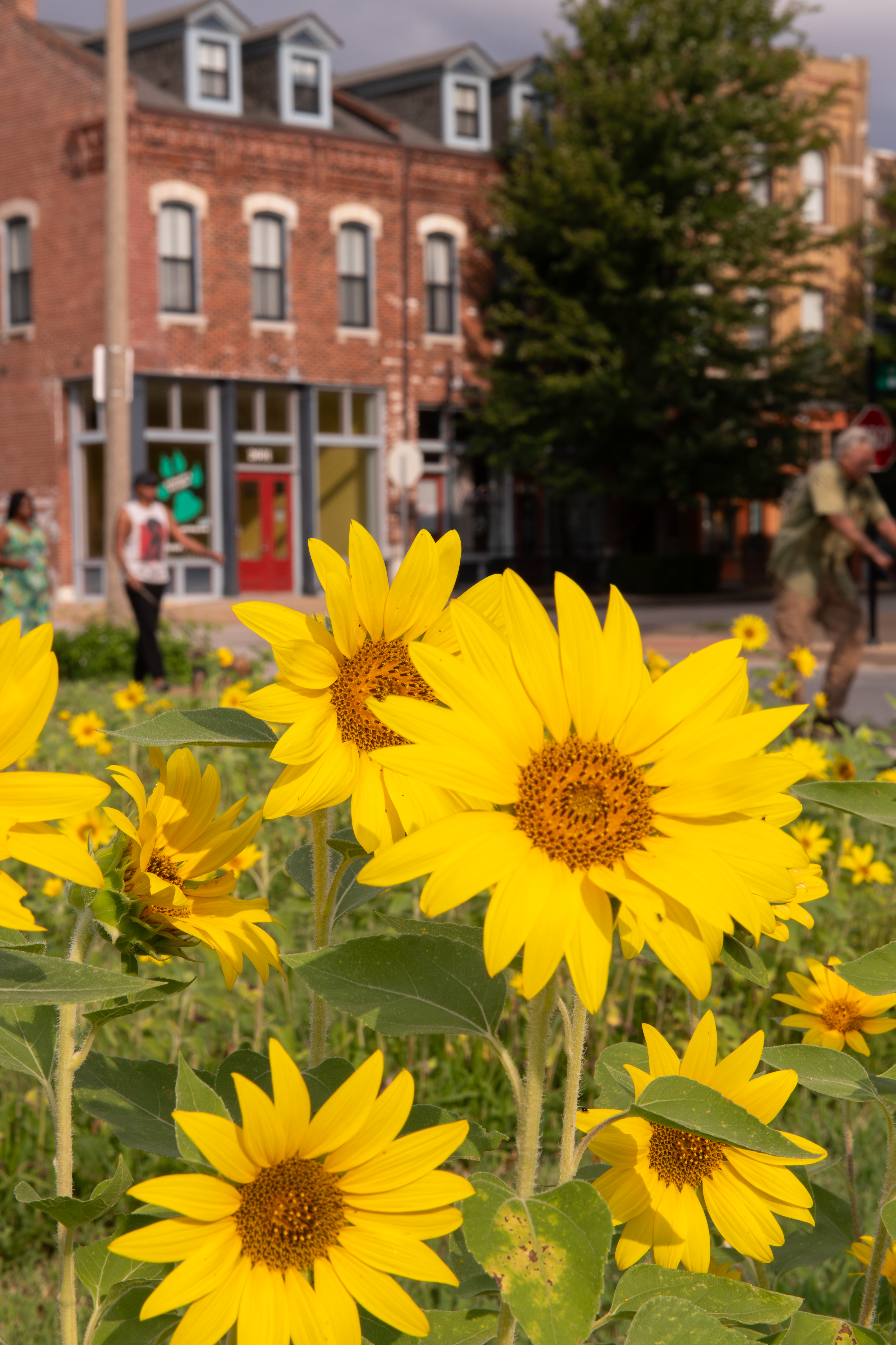 Sunflowers for Sustainability
