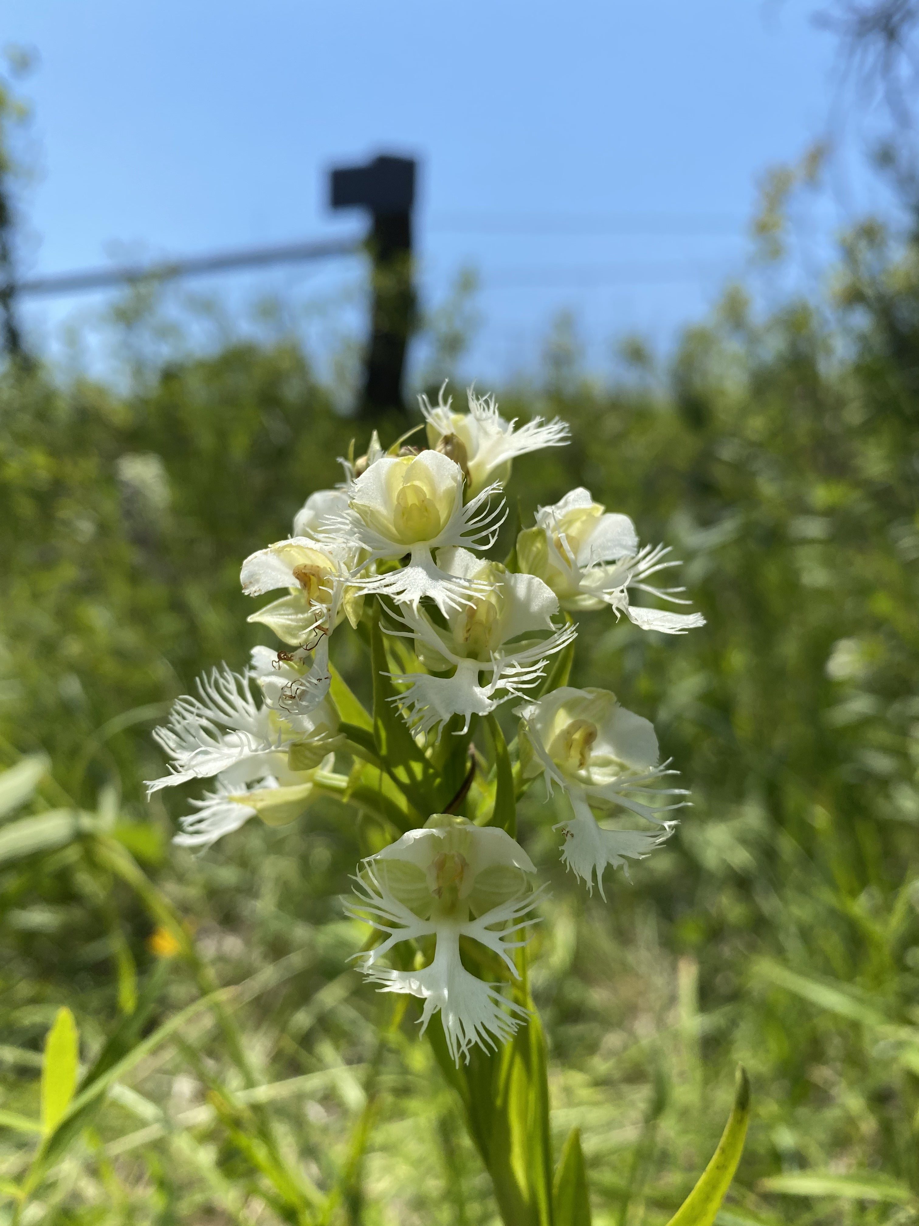 Protecting Missouri’s Native Orchids