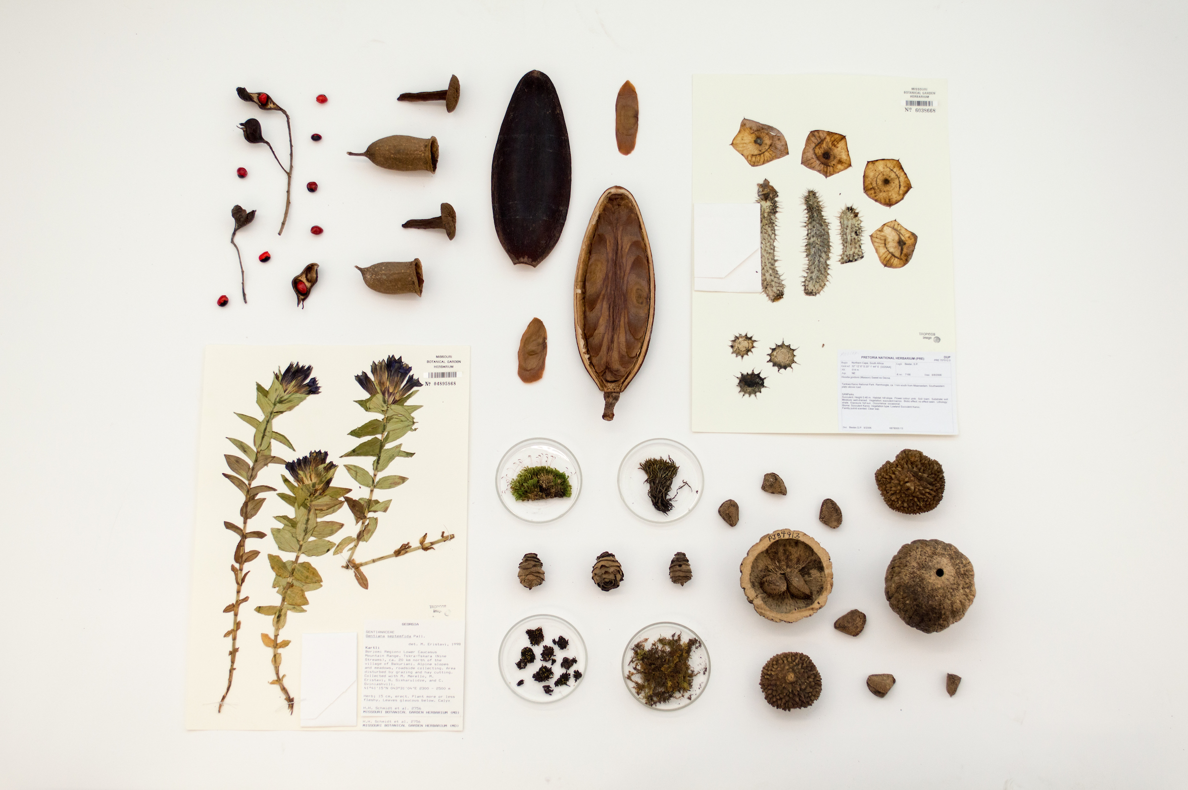 Why Dead Plants matter: The importance of An Herbarium