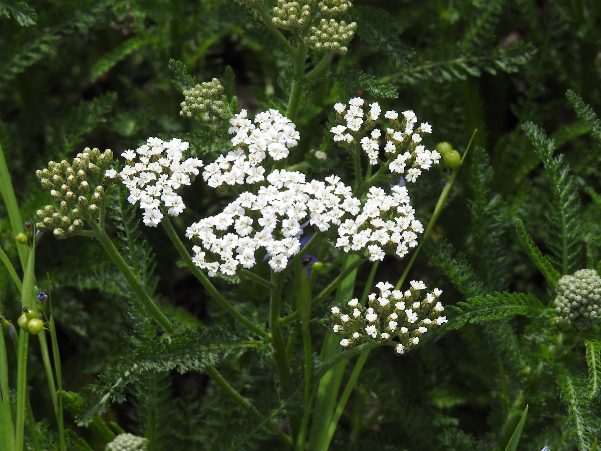 Yarrow (Achillea): The 2024 Herb of the Year