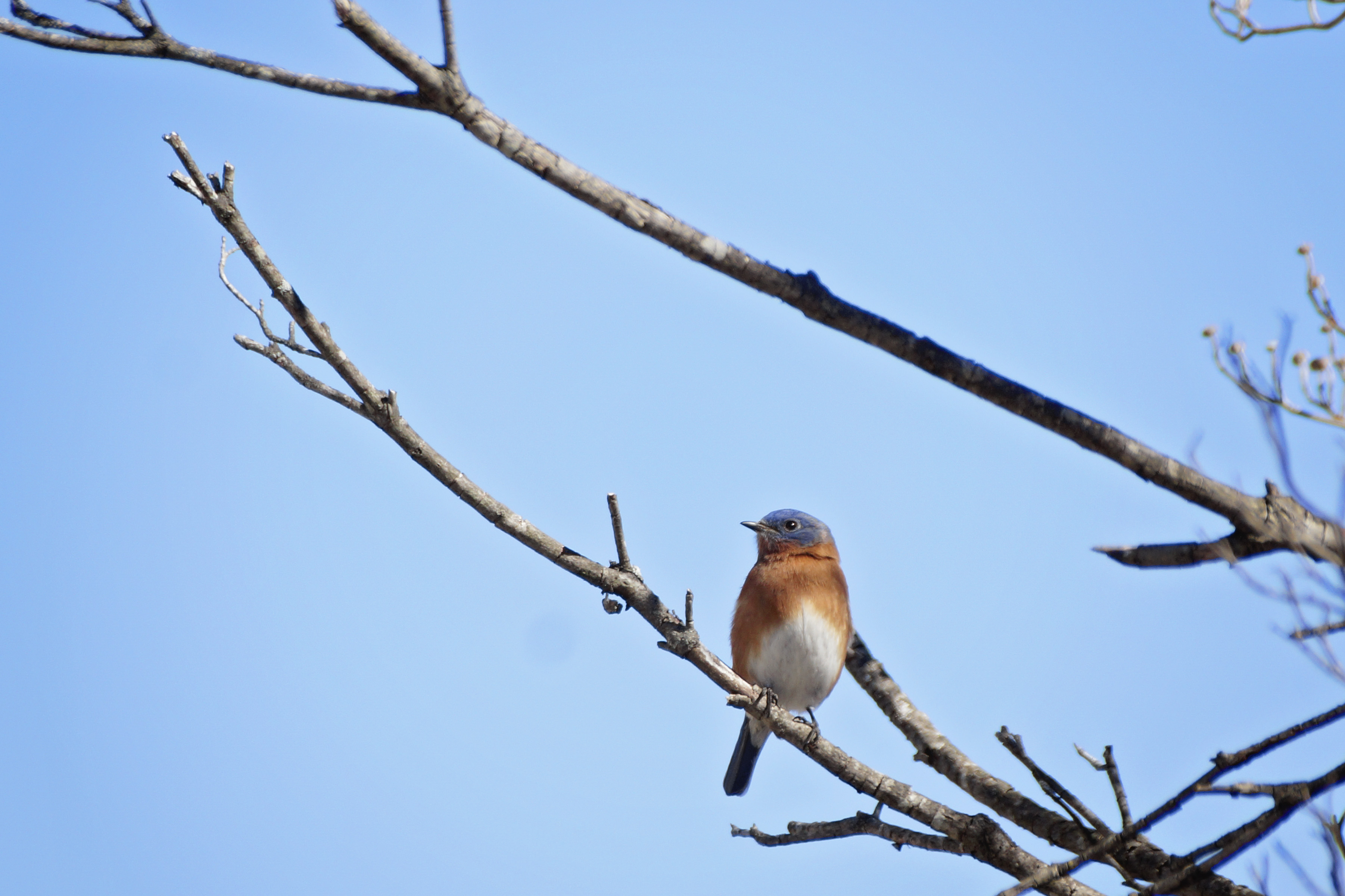 Garden News and Notes: January 2020