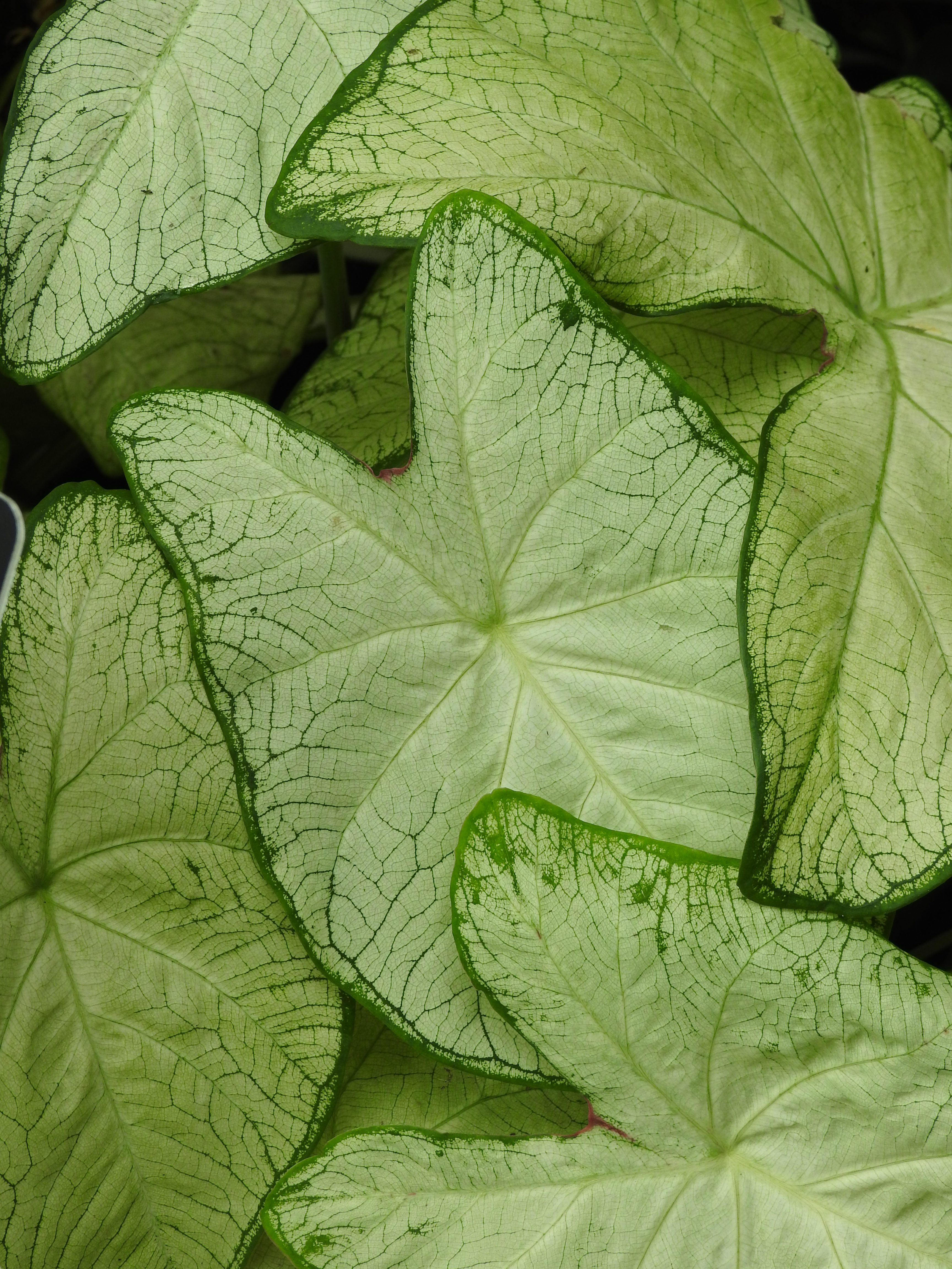 Scroll Through Summer: August