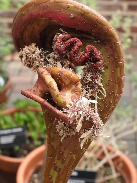 “What is that?!”: Botanical oddities found in home gardens
