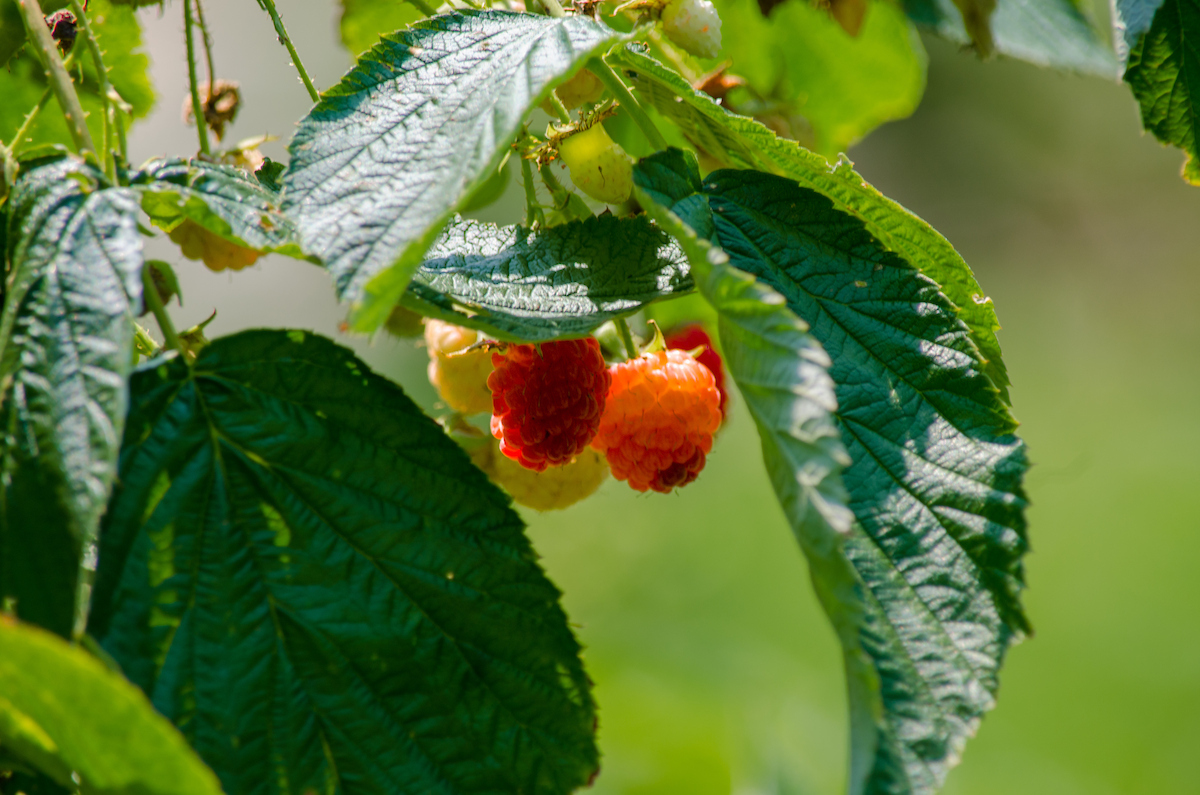 How To have a bountiful berry season in your home garden