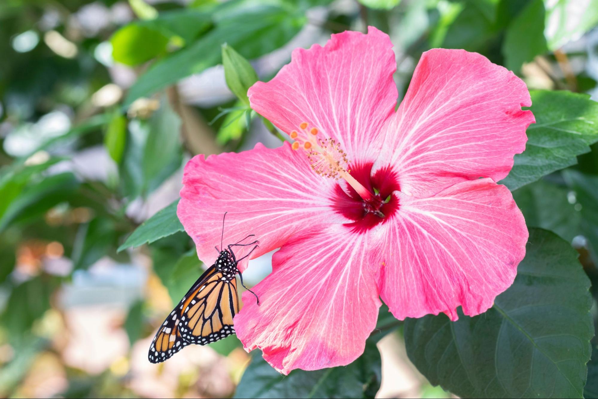 Heat Up Your Landscape with Hibiscus