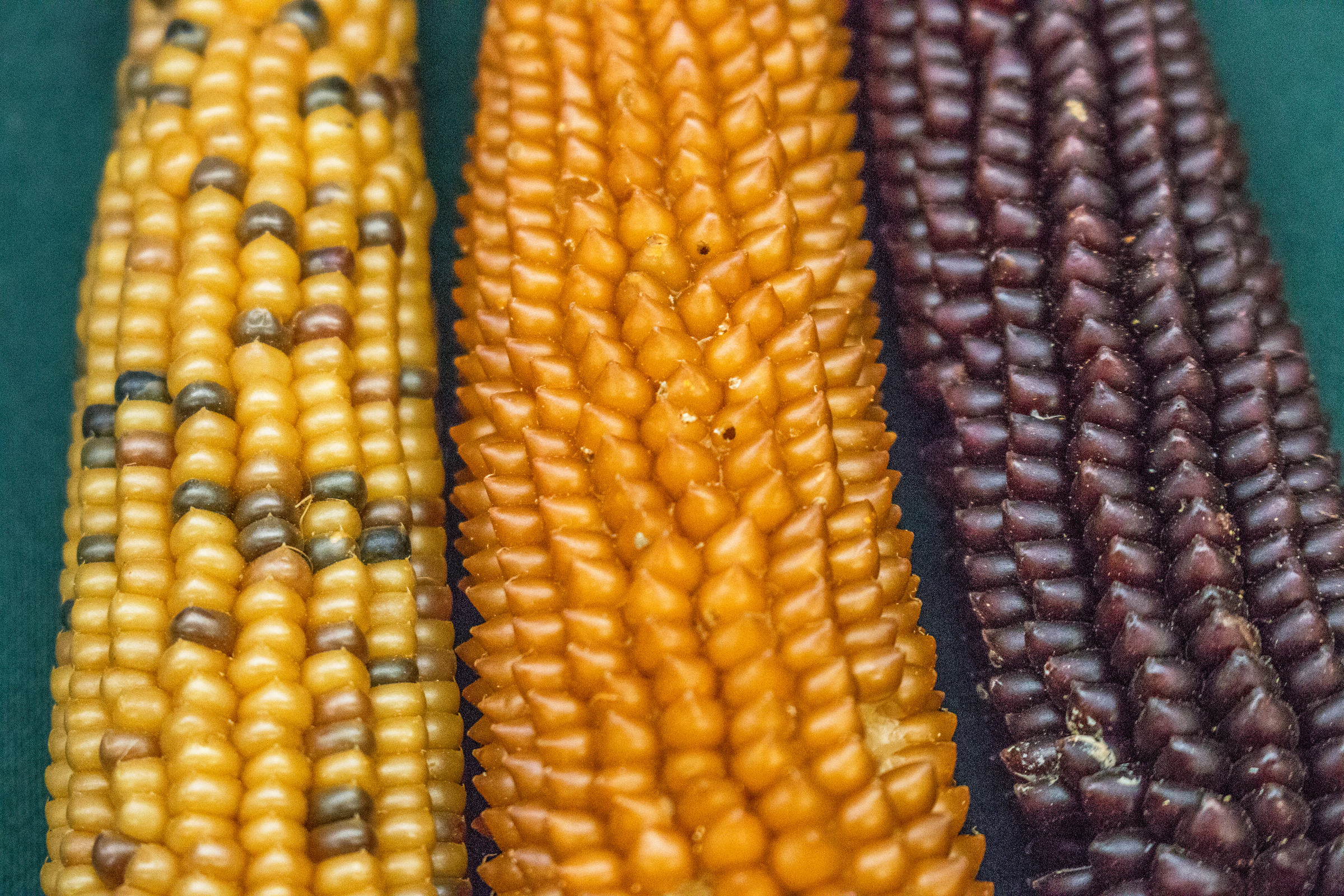 When did your favorite Thanksgiving plant food get to America? 