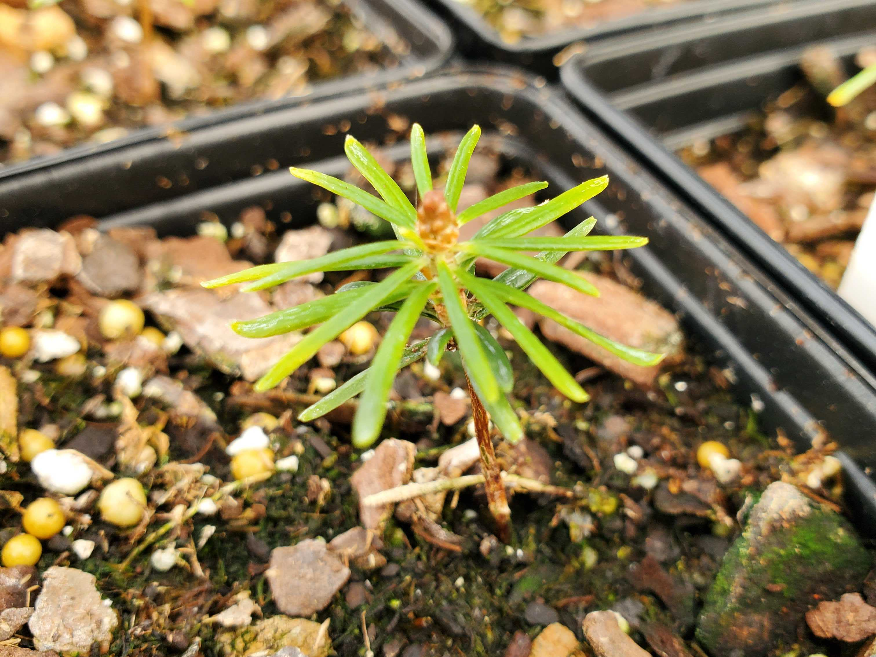 Saving the Seeds of an Endangered Christmas Tree