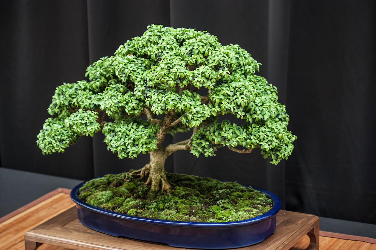 Bonsai for Beginners