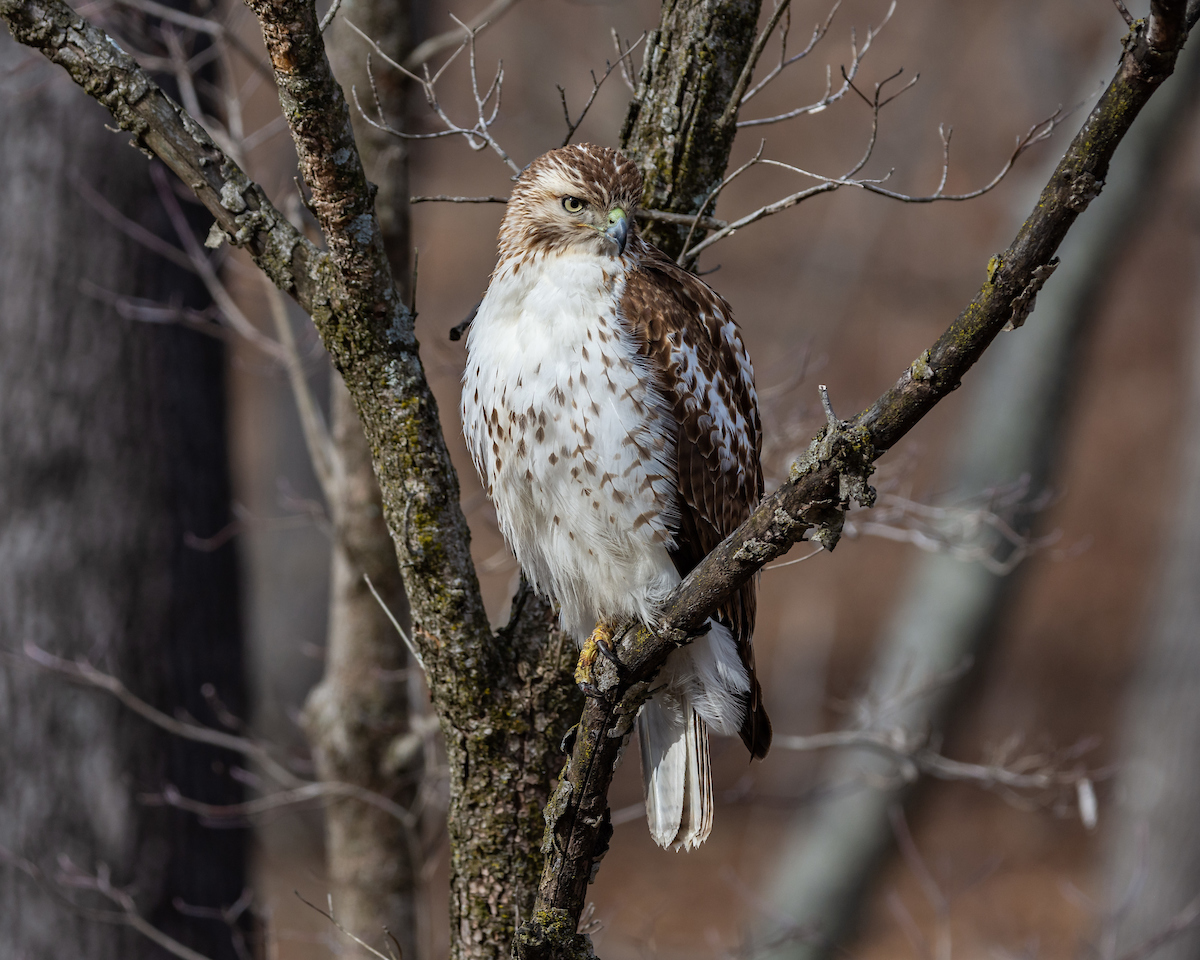IN PHOTOS: Wildlife at Shaw Nature Reserve