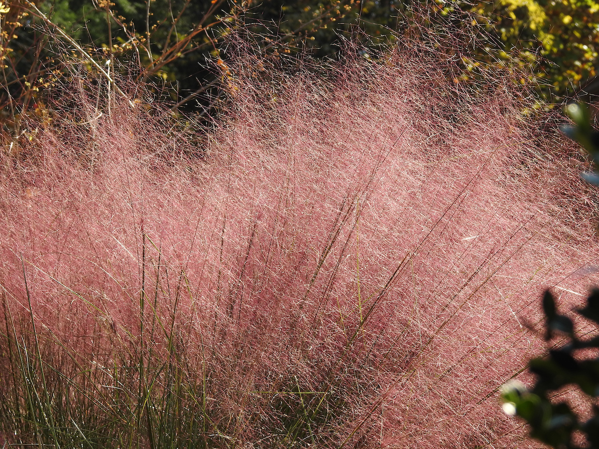 Pink muhlygrass, Muhlenbergia capillaris
