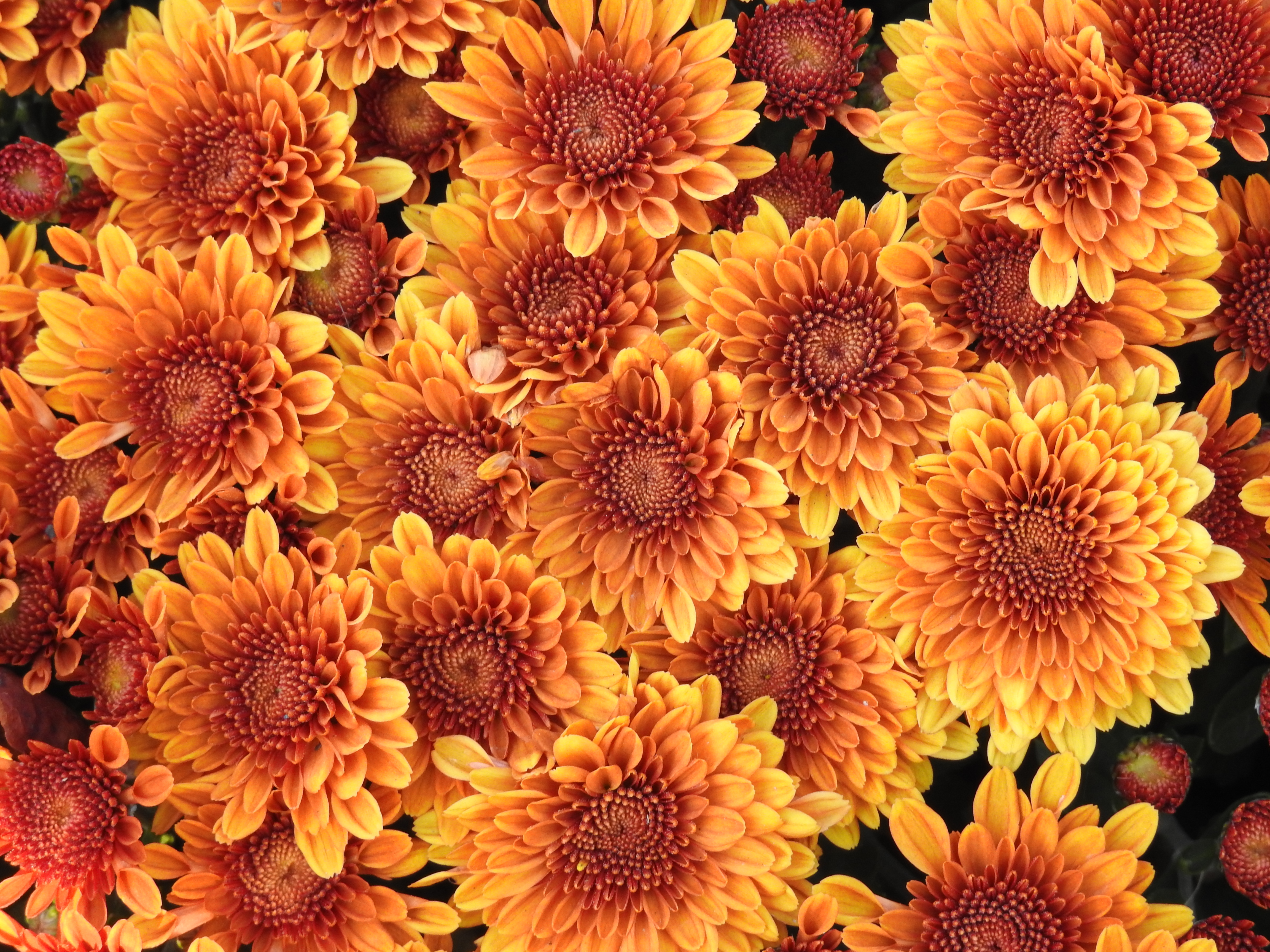 Saving Potted Mums