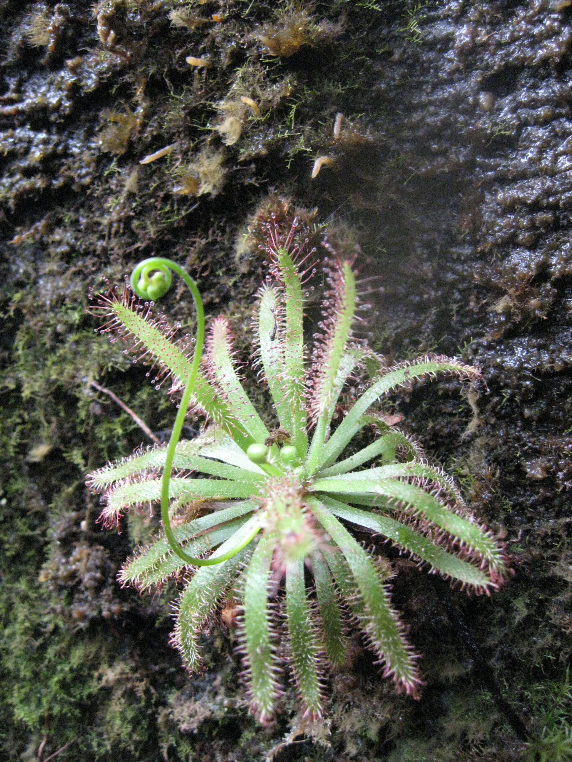 Spider Sundew Discovered in Madagascar