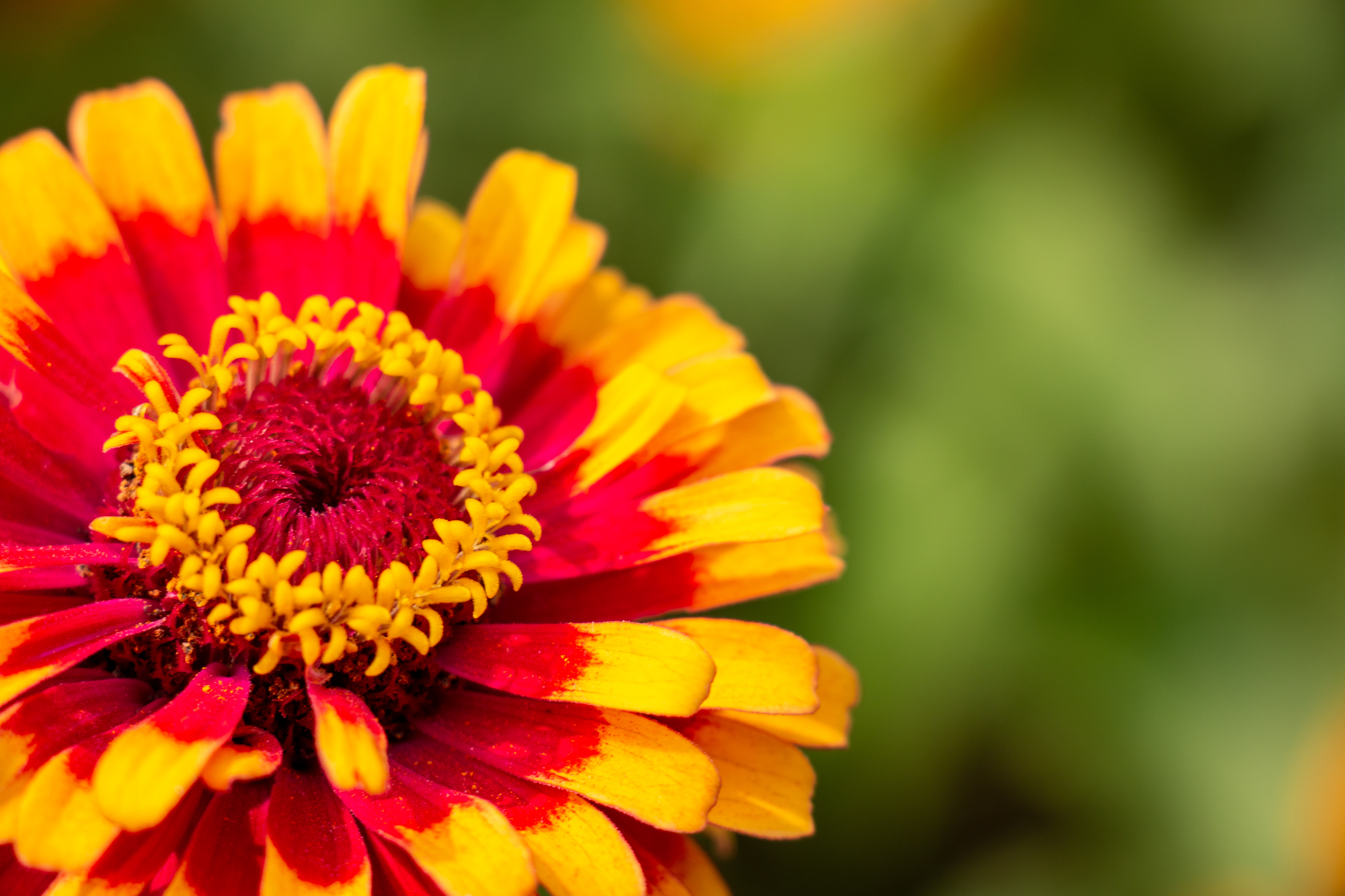 Top 10 Plants for a Sensory Experience