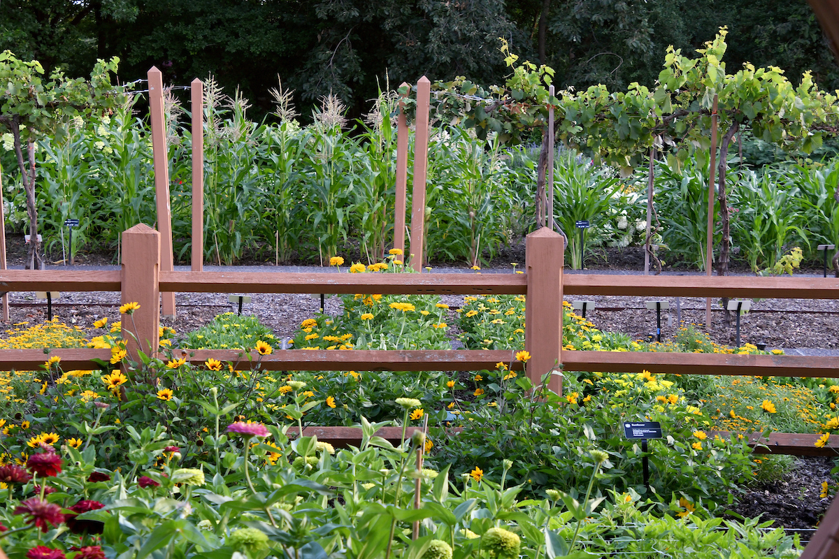 How to: Growing Corn (Zea mays) at Home