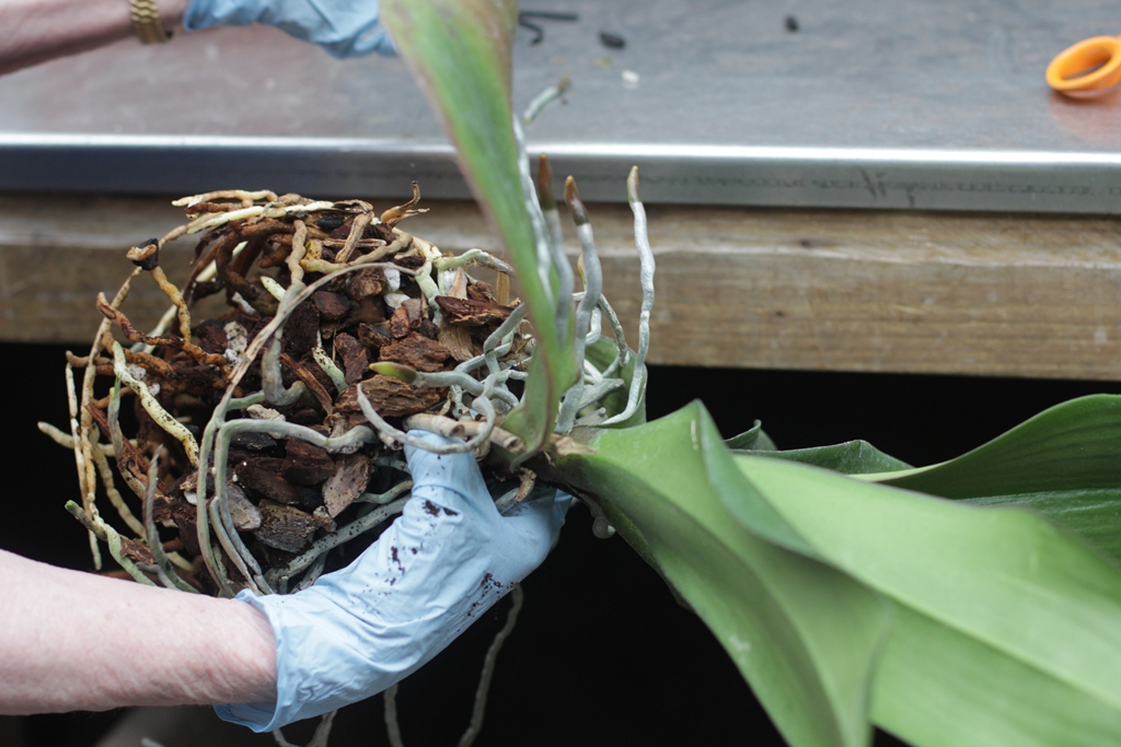 A hand with a blue glove holds the root ball of an unpotted plant.