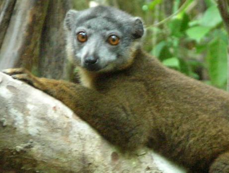 Trees for Lemurs and Lemurs for Trees